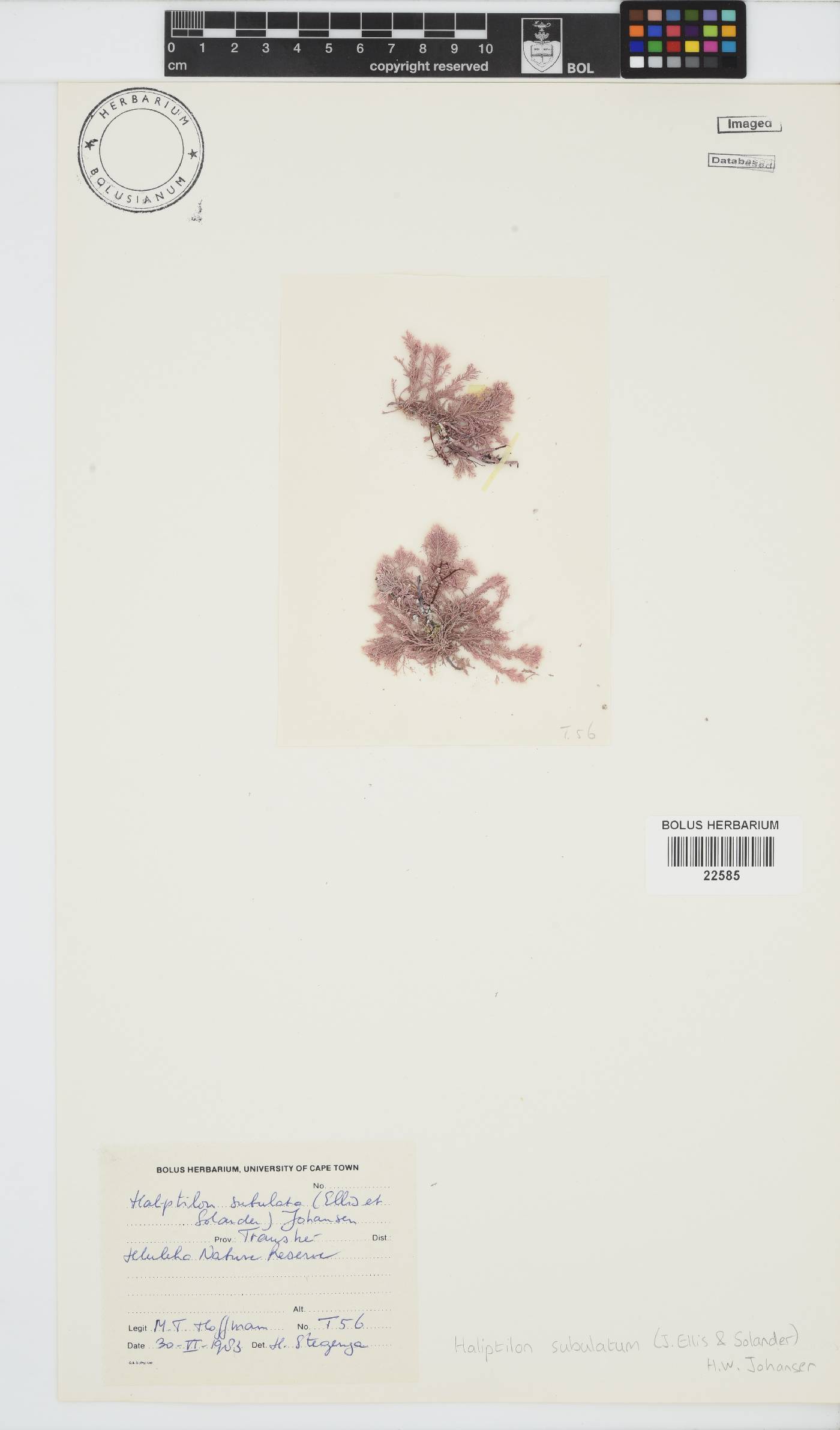 Jania subulata image