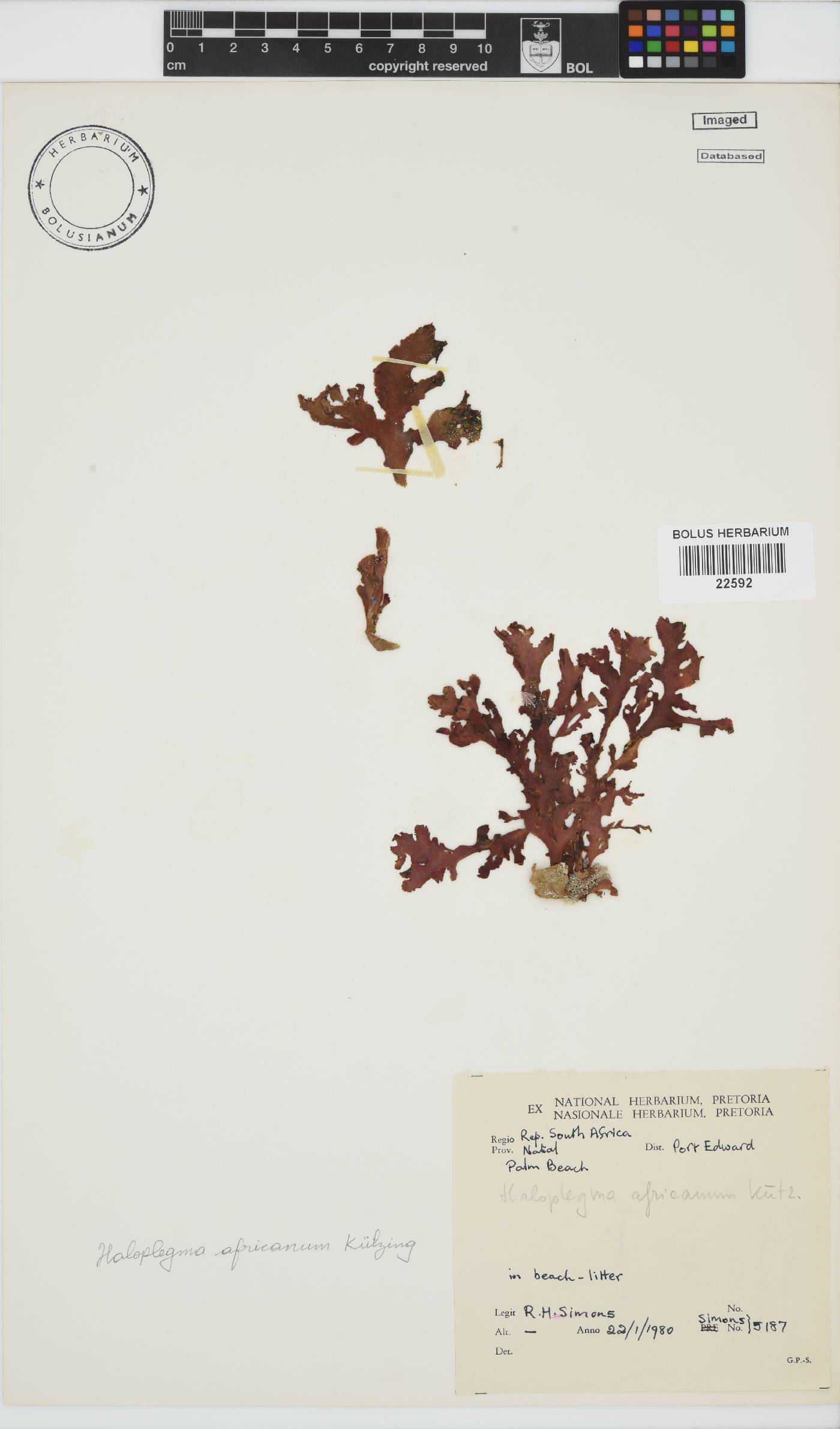 Haloplegma image