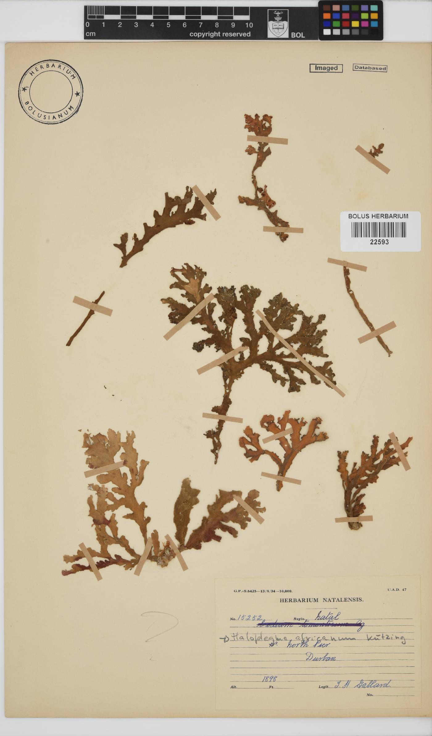 Haloplegma duperreyi image