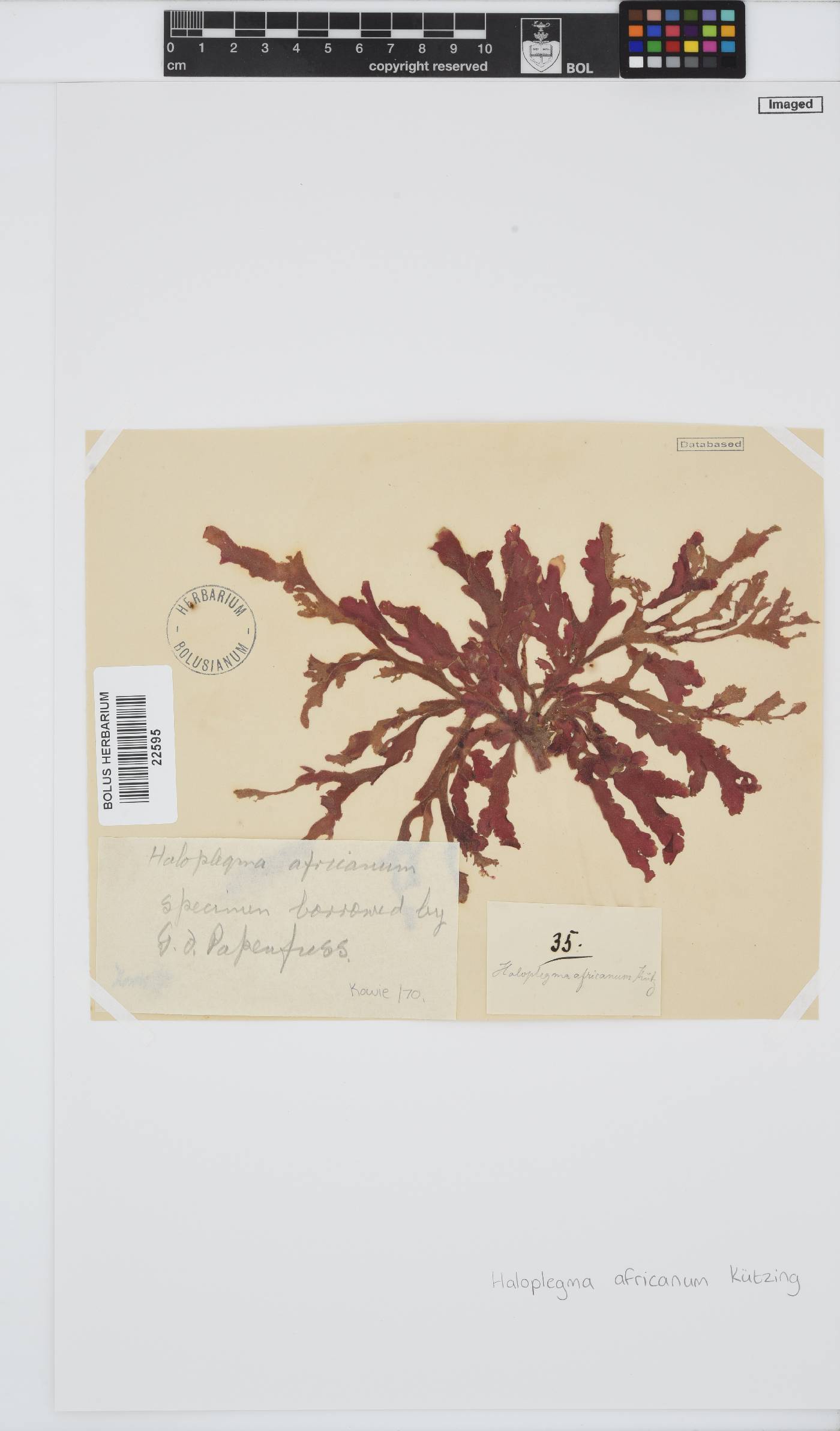 Haloplegma duperreyi image