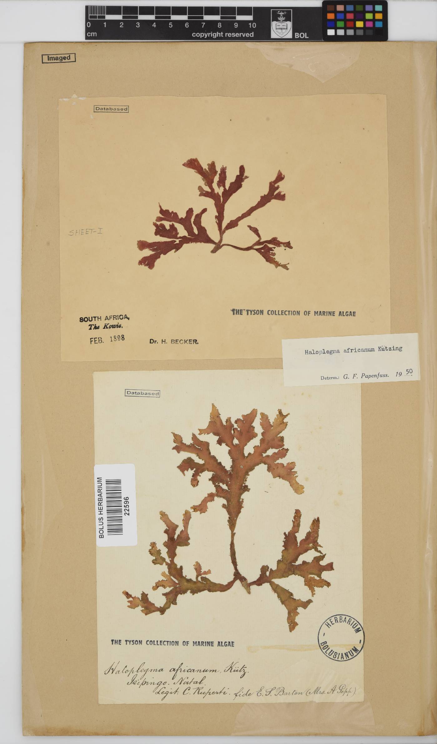 Haloplegma duperreyi image