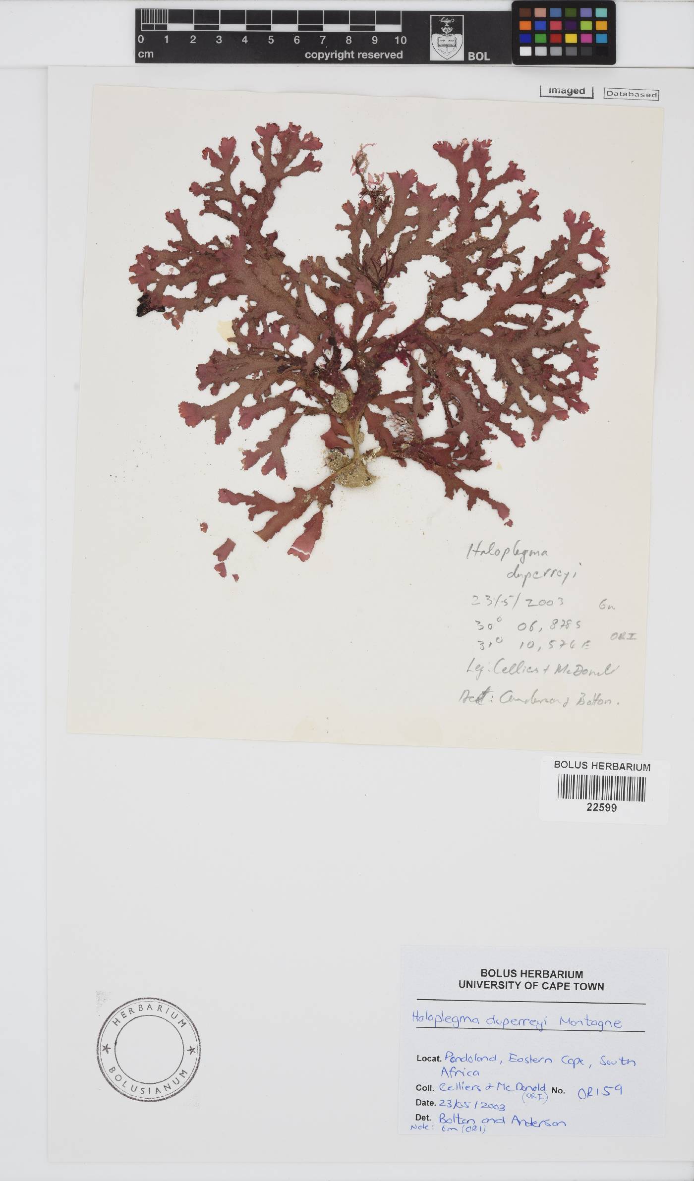 Haloplegma duperreyi image