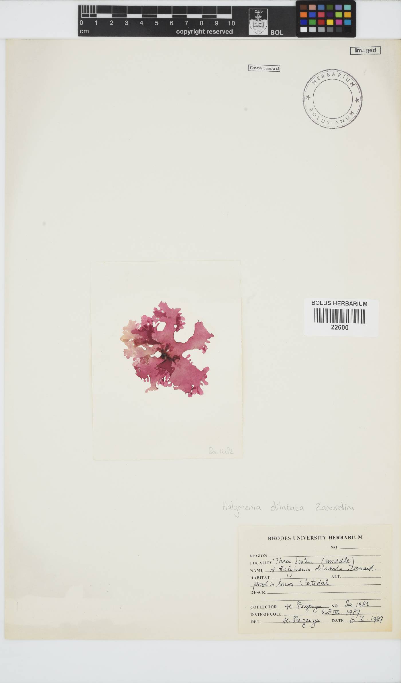 Halymenia dilatata image