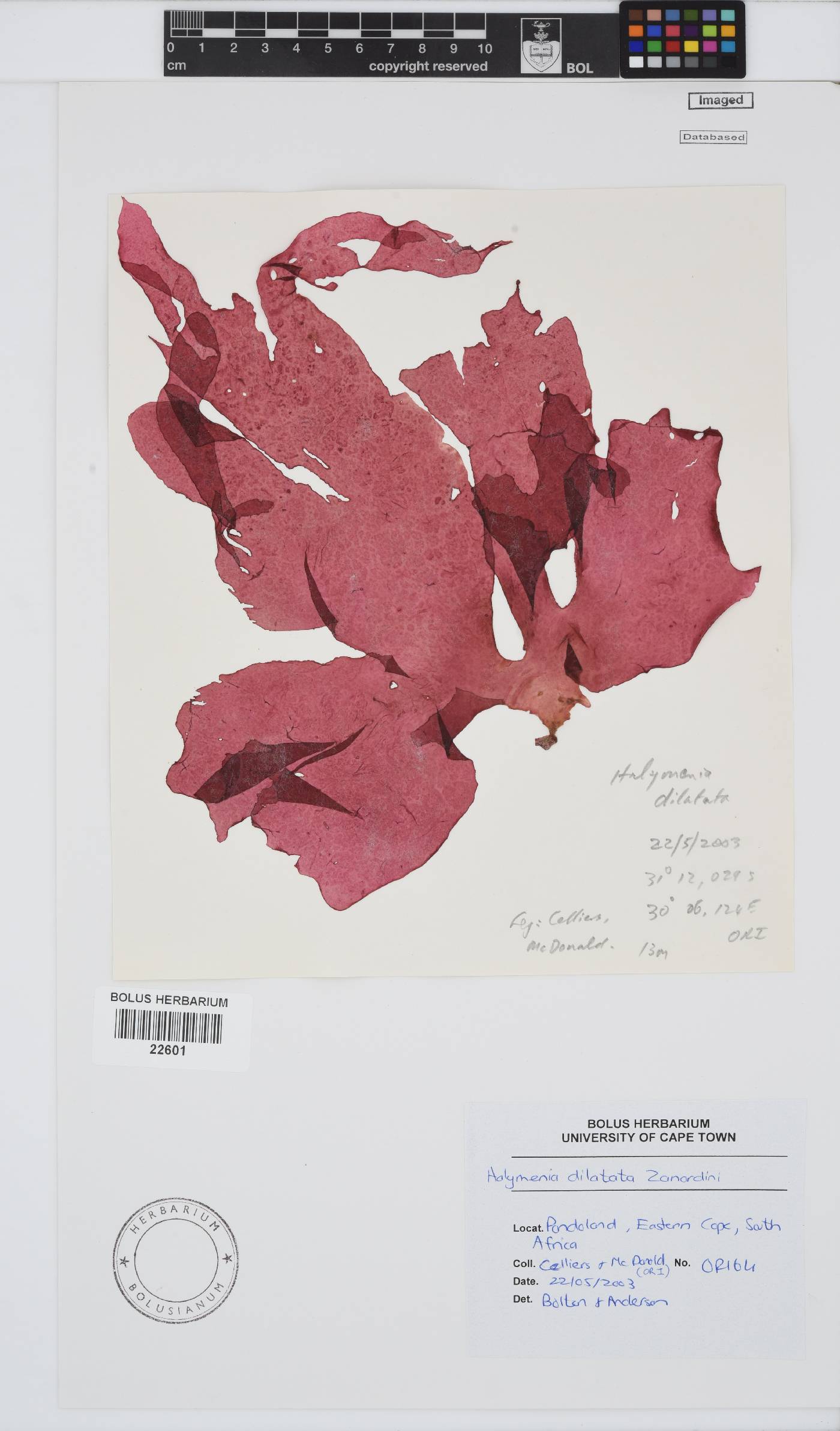 Halymenia dilatata image
