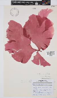 Halymenia dilatata image