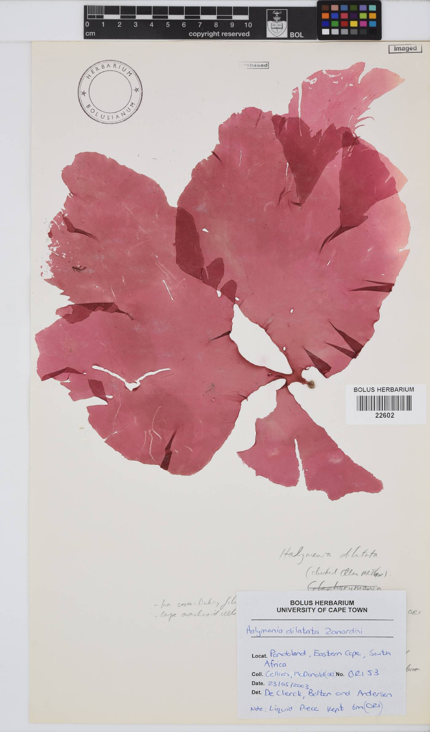 Halymenia dilatata image