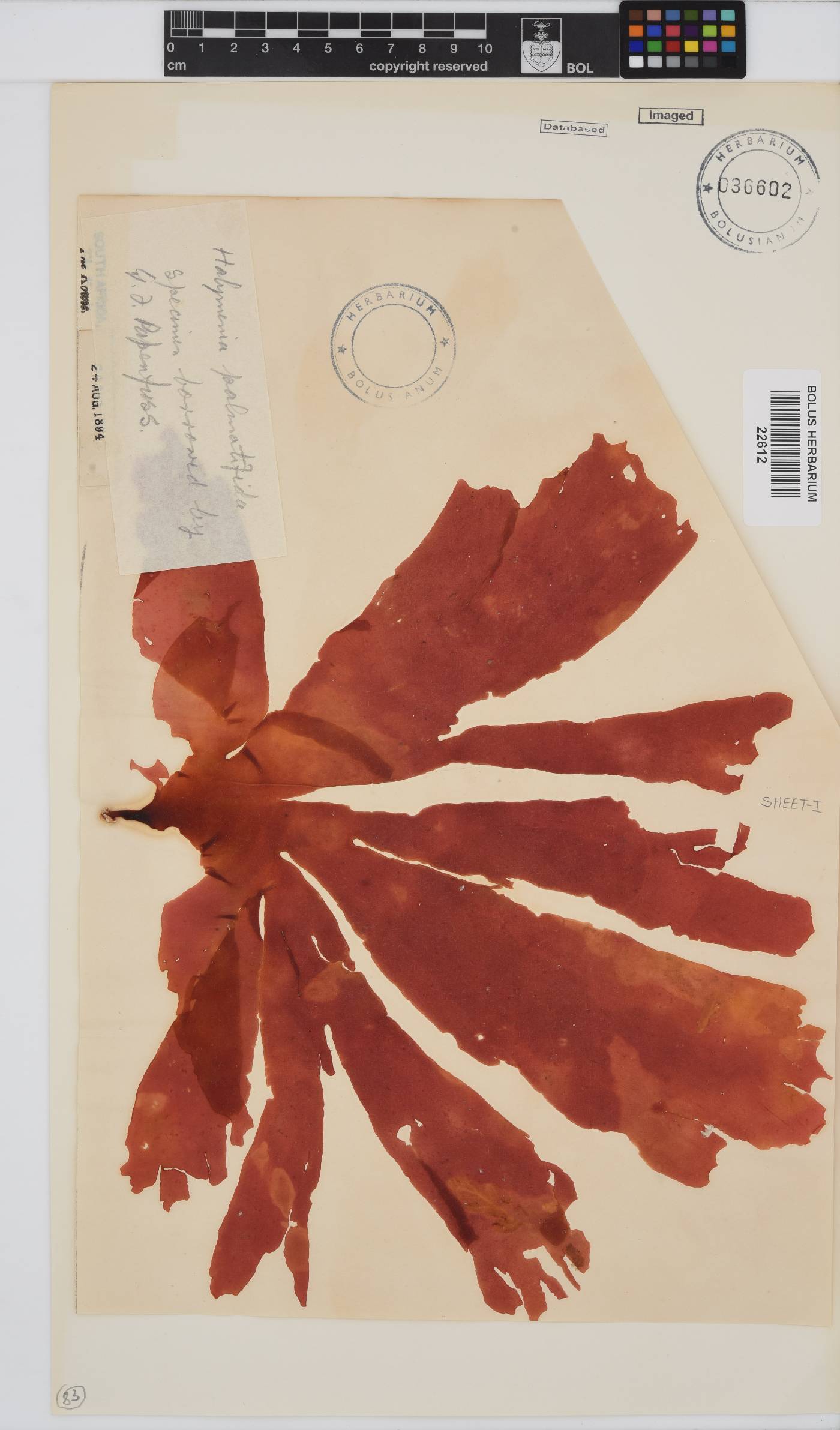 Halymenia image