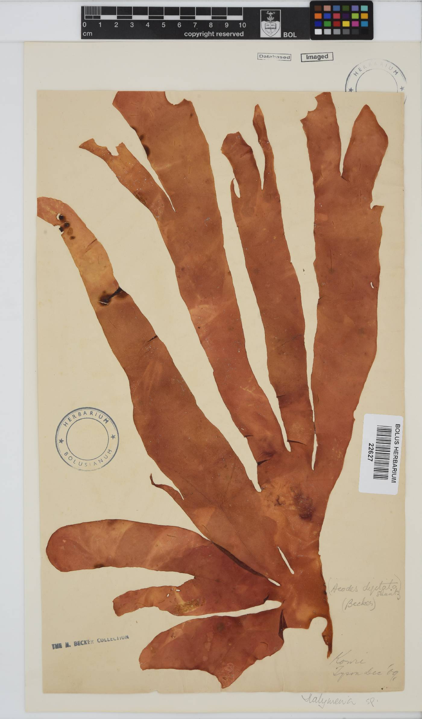 Halymenia image