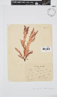 Halymenia floresii image