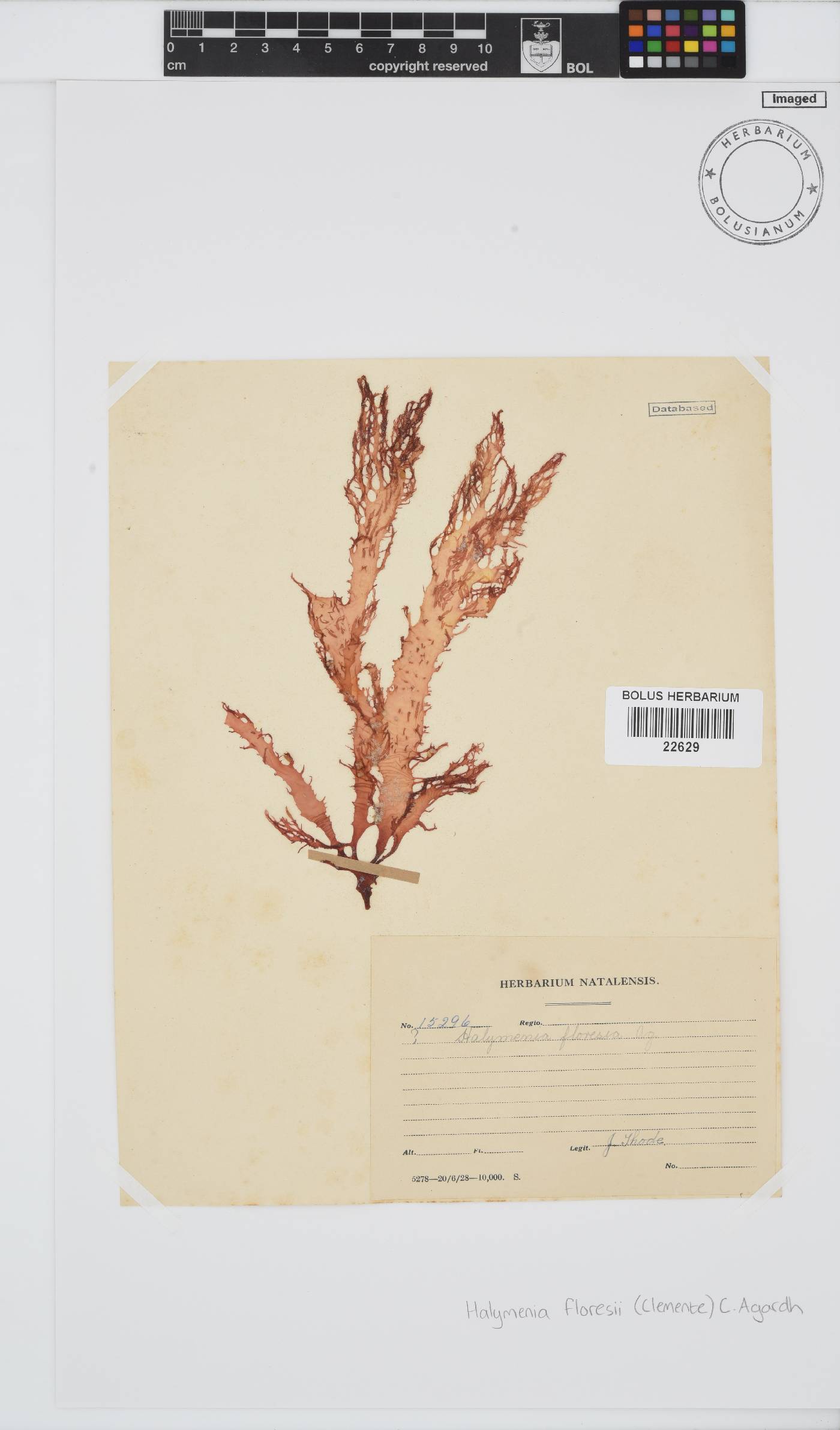 Halymenia floresii image