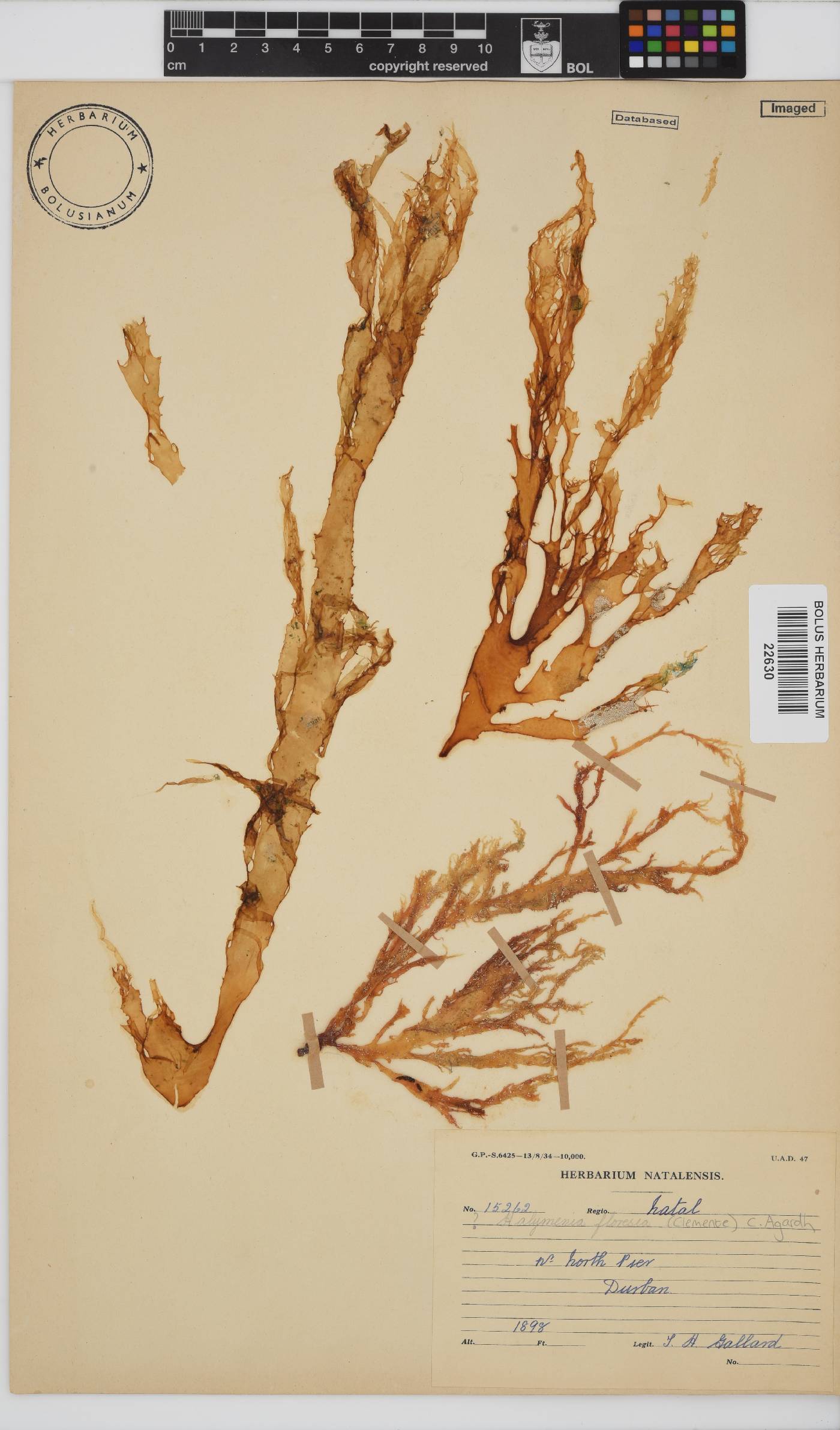 Halymenia floresii image
