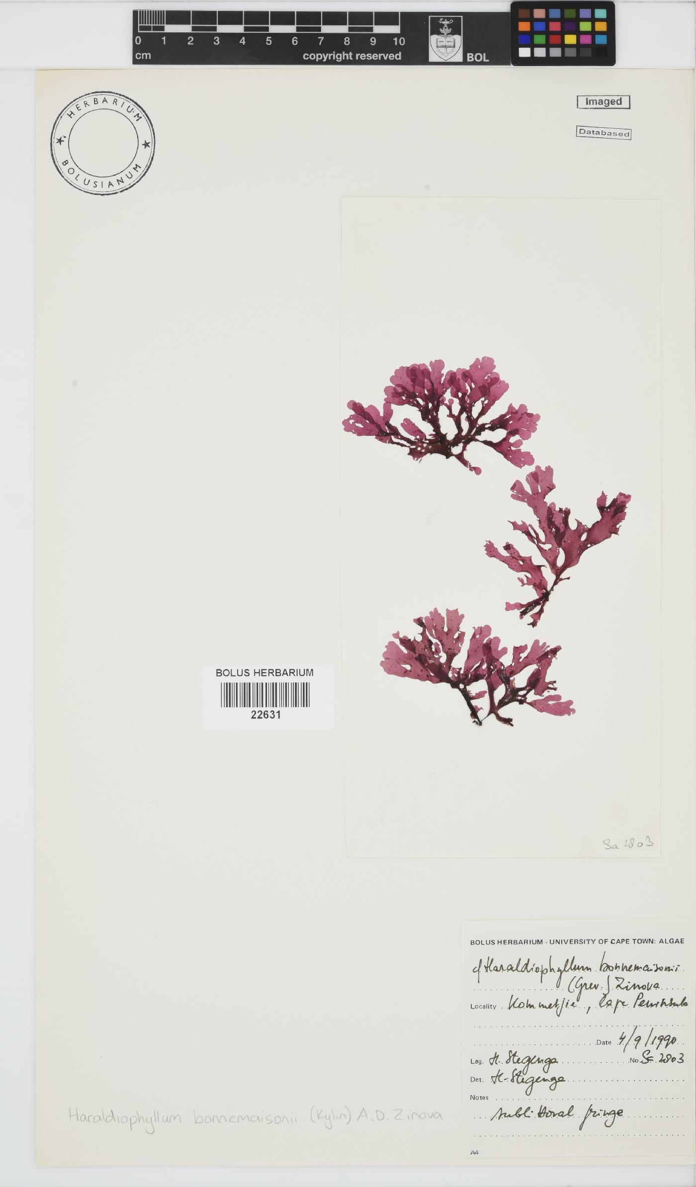 Haraldiophyllum image