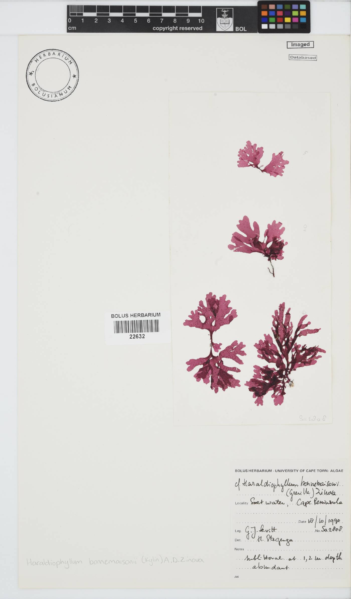 Haraldiophyllum bonnemaisonii image