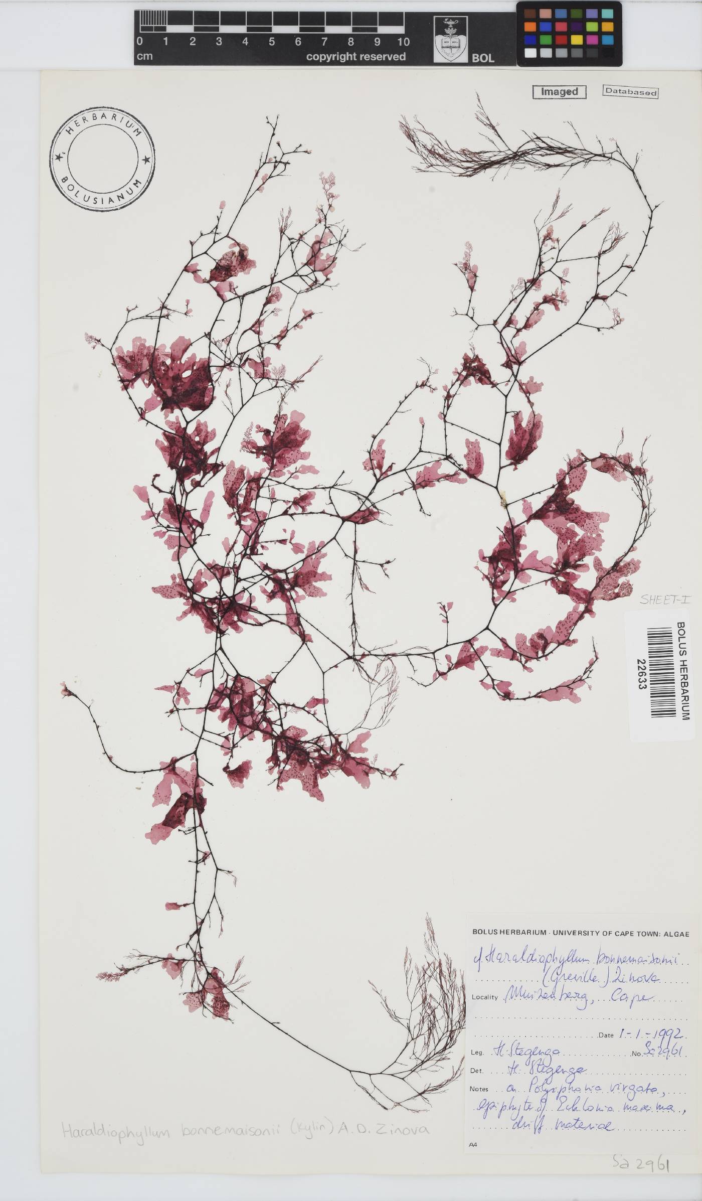 Haraldiophyllum image