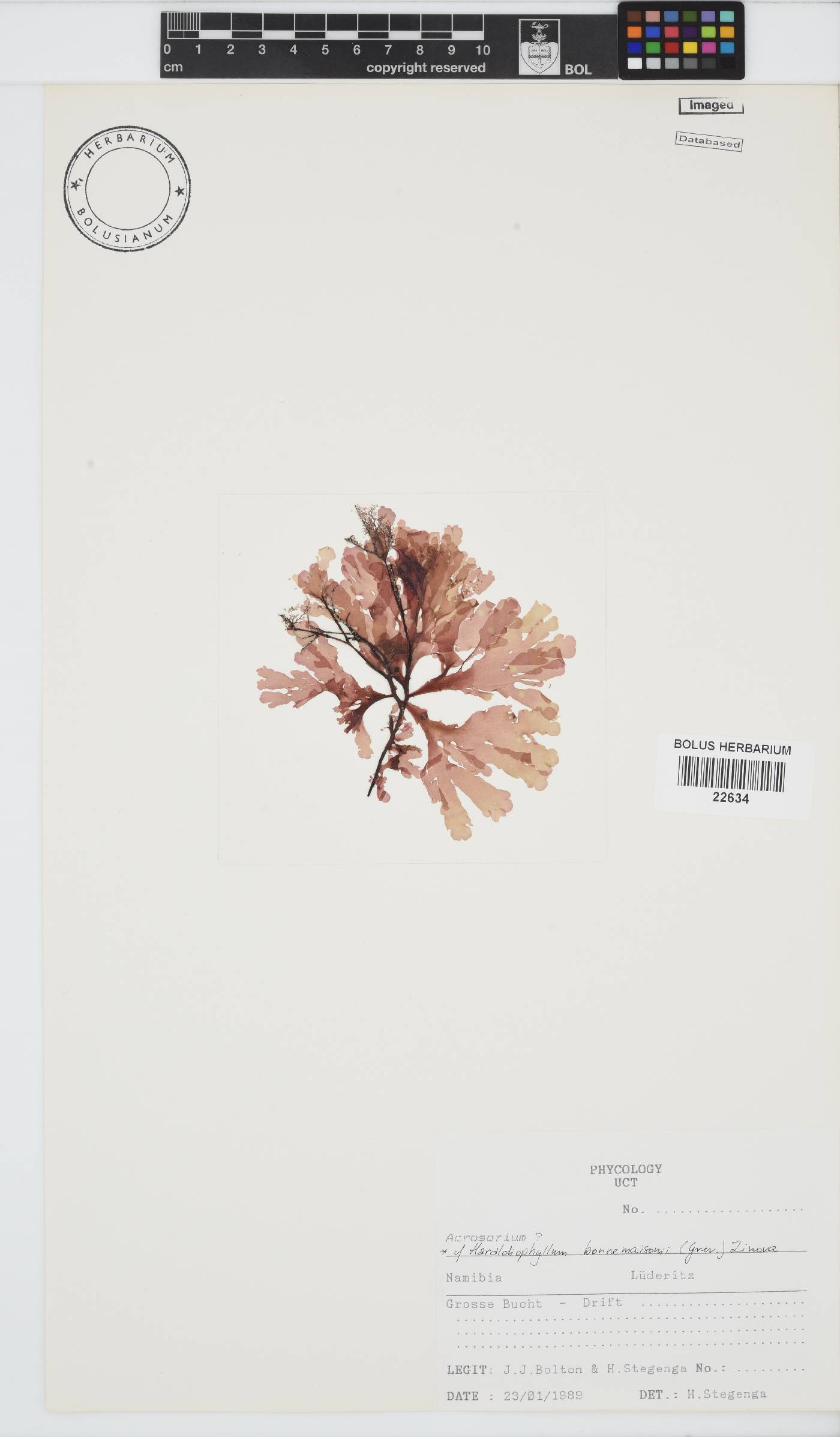 Haraldiophyllum bonnemaisonii image