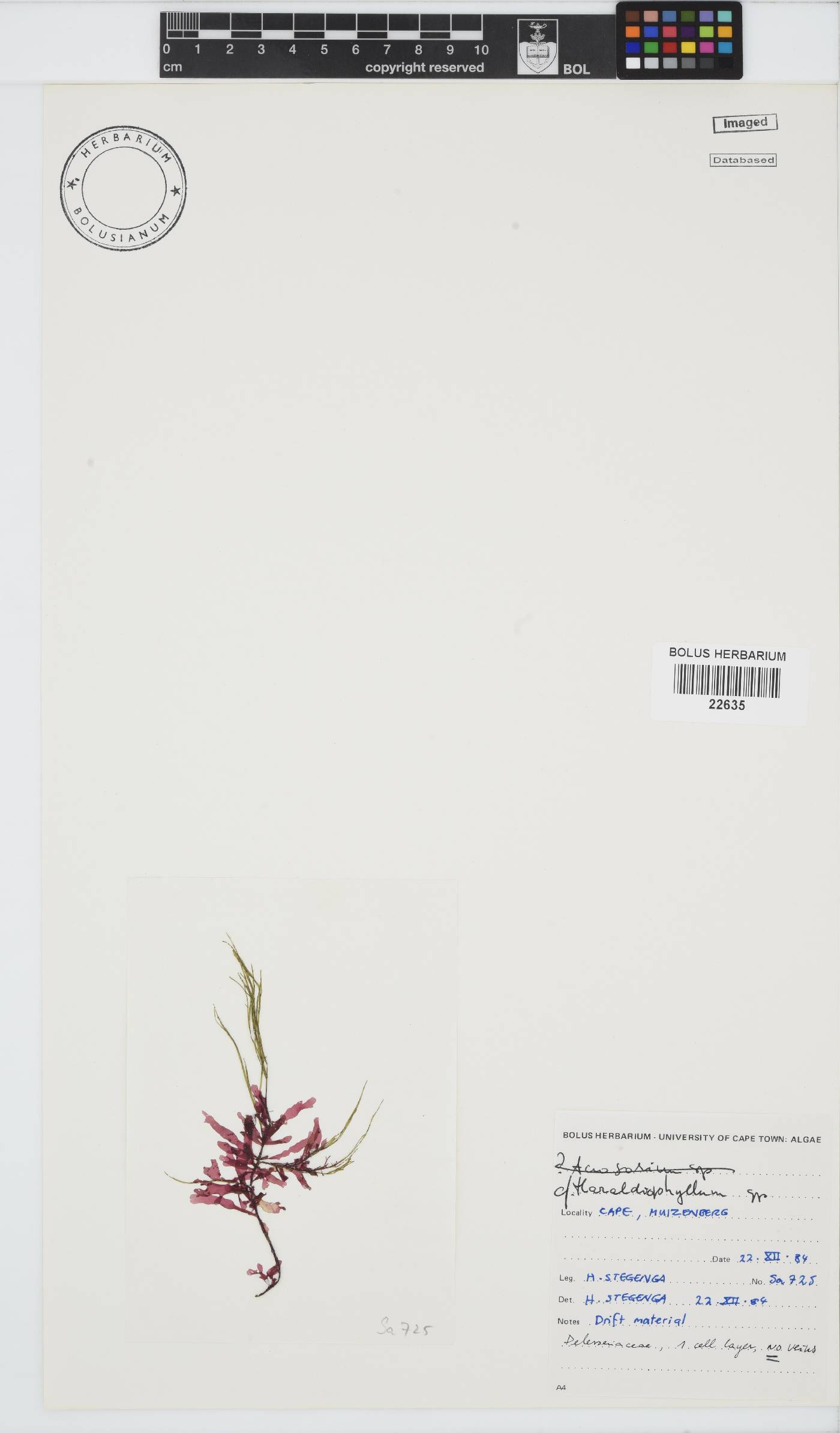 Haraldiophyllum image
