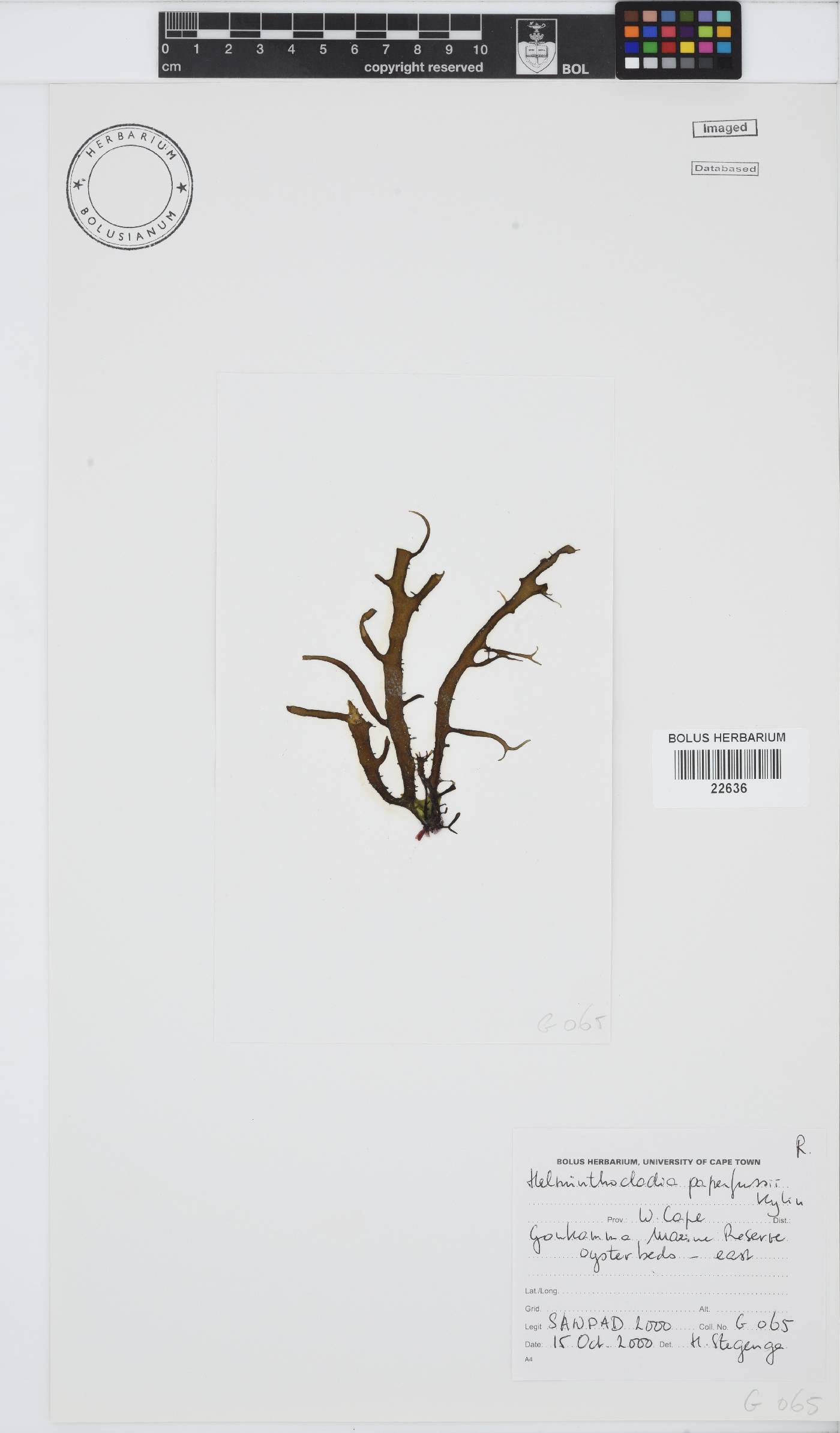 Helminthocladia australis image