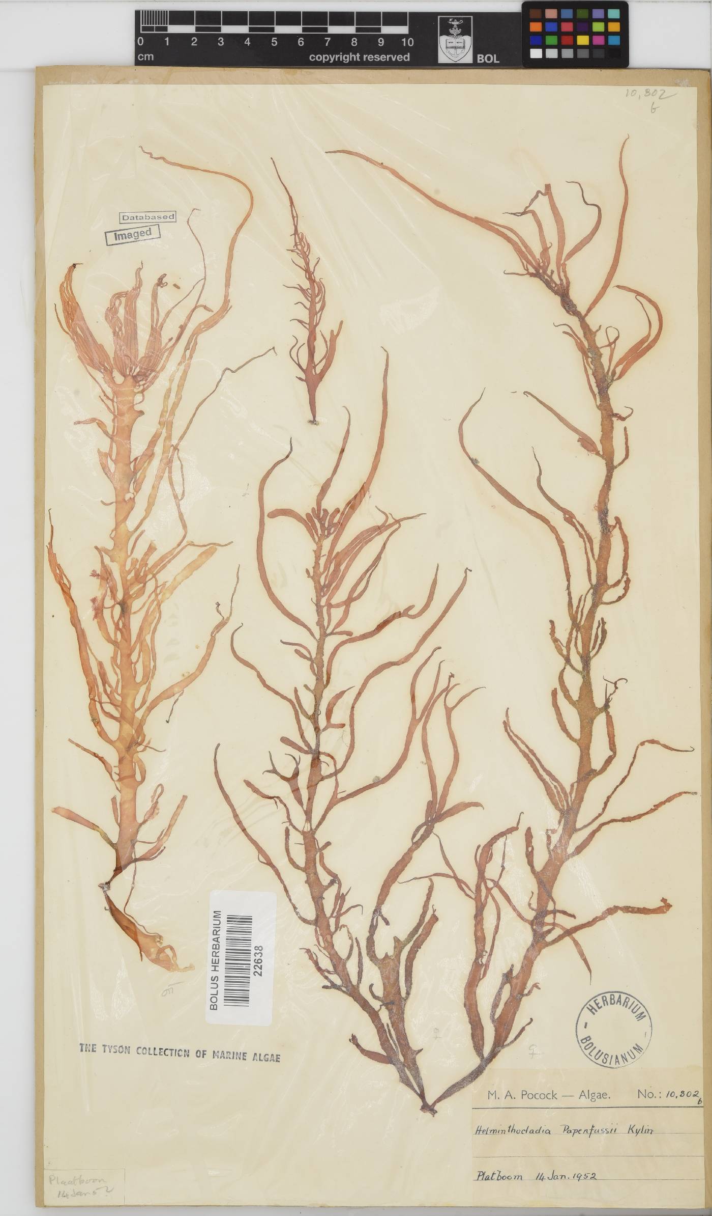 Helminthocladia australis image