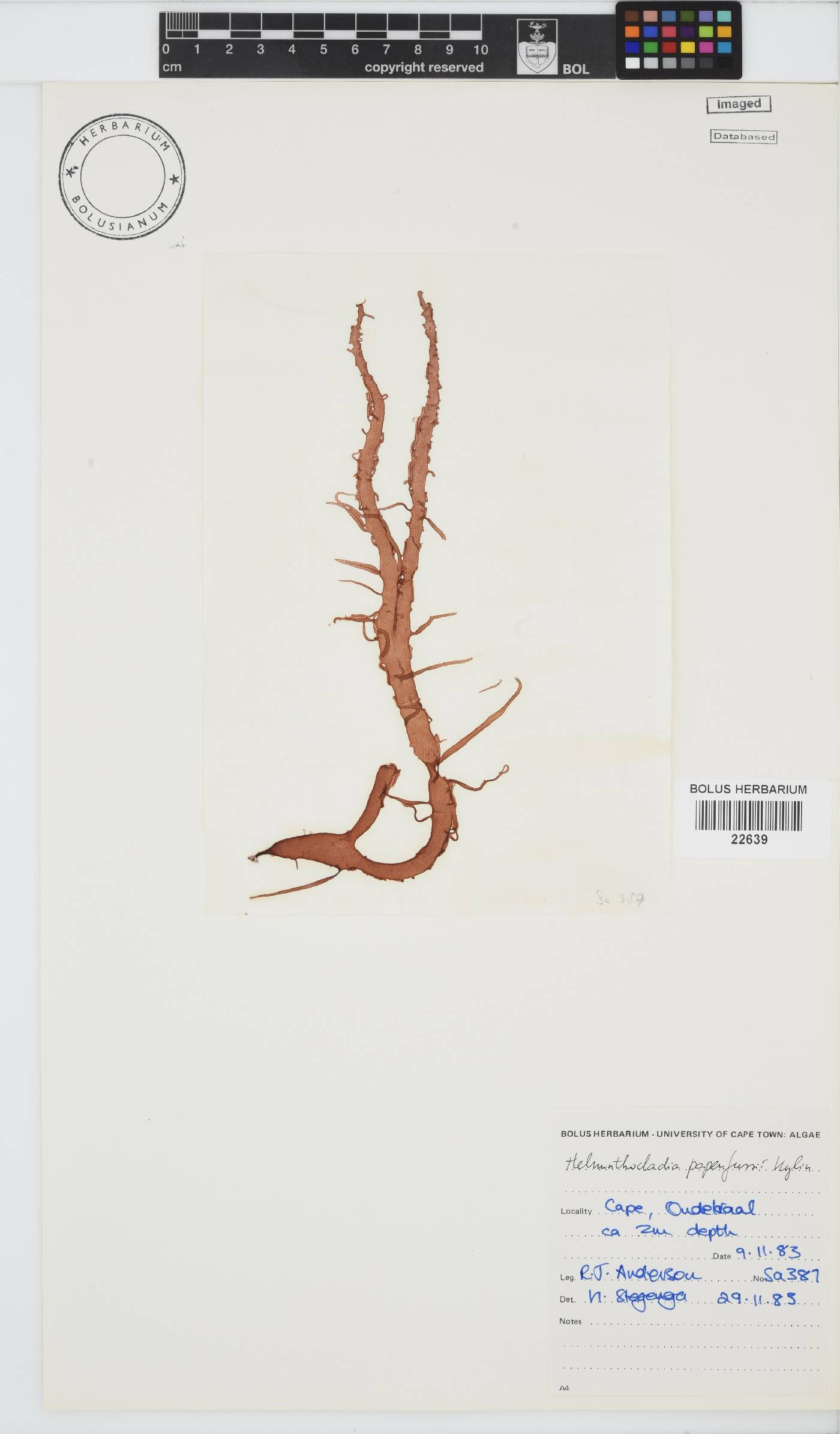 Helminthocladia australis image