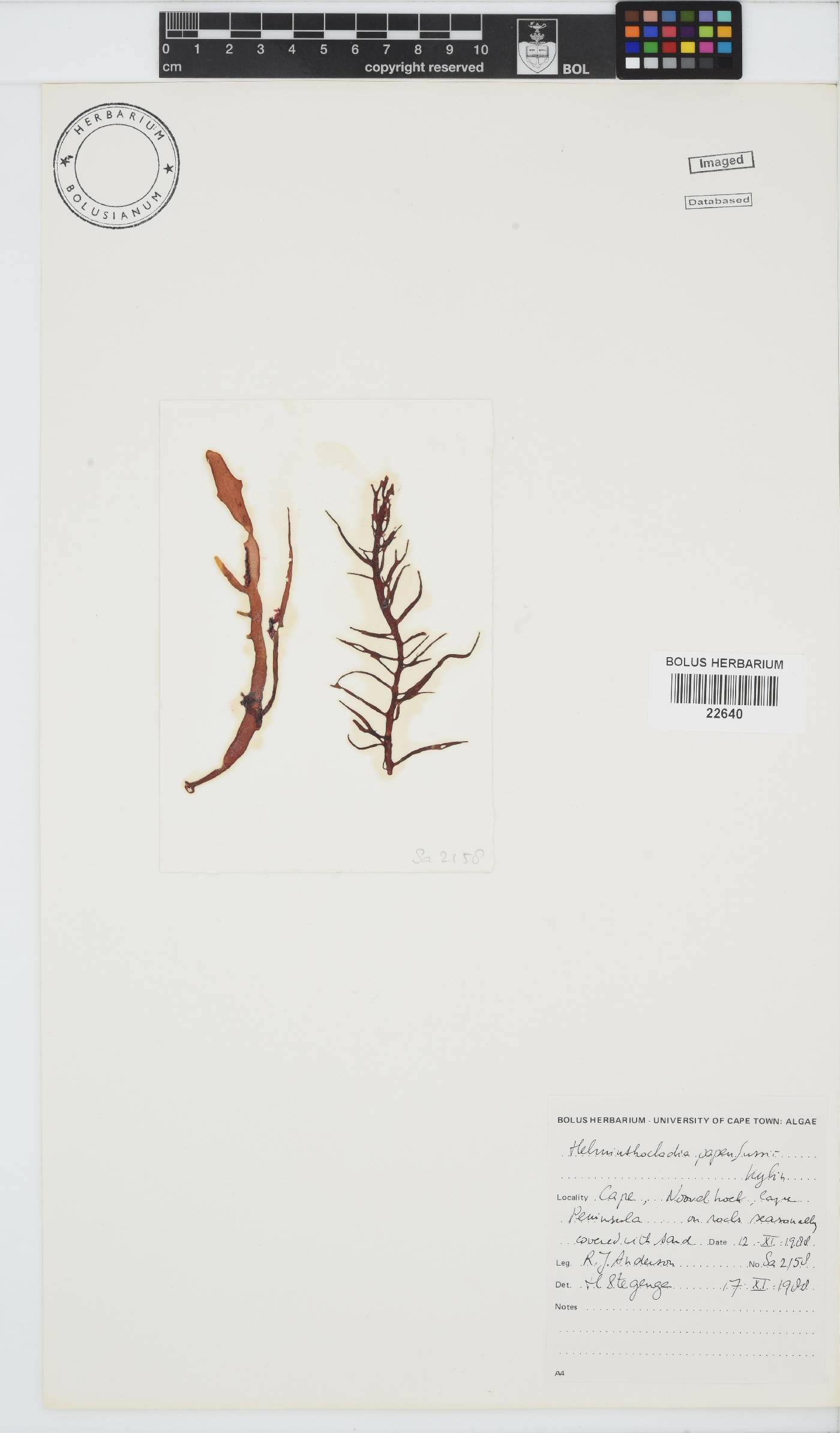 Helminthocladia australis image