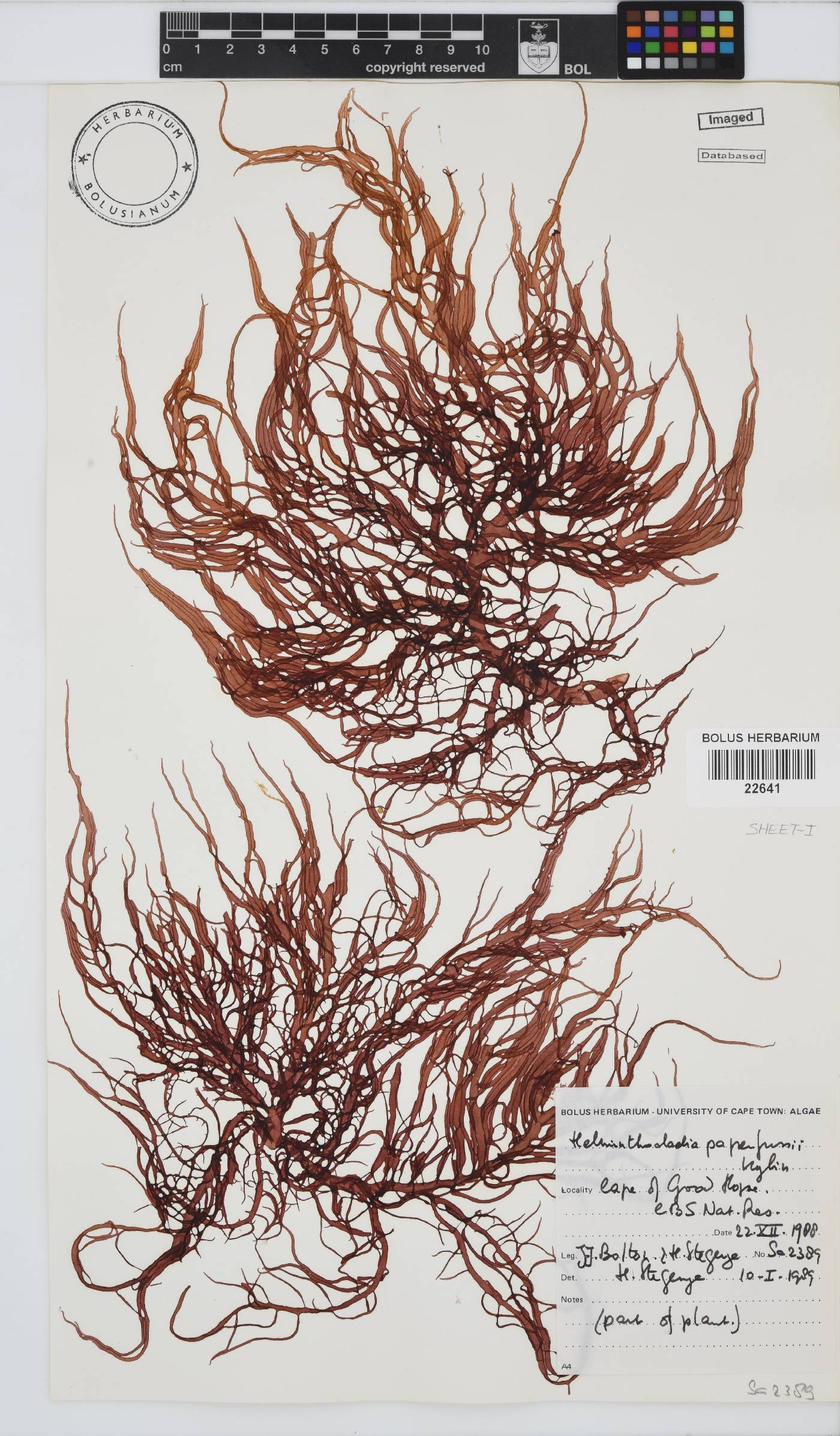Helminthocladia australis image