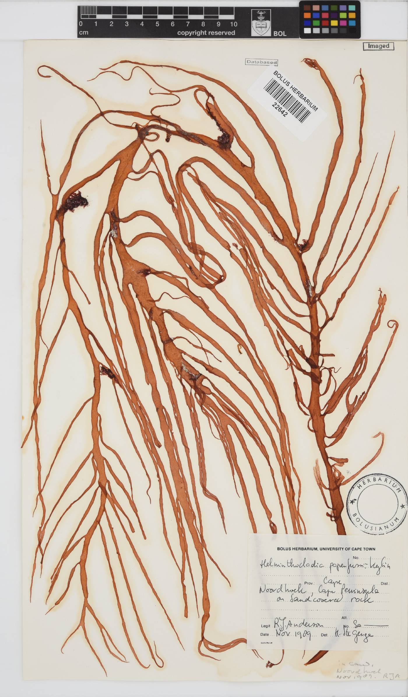 Helminthocladia australis image