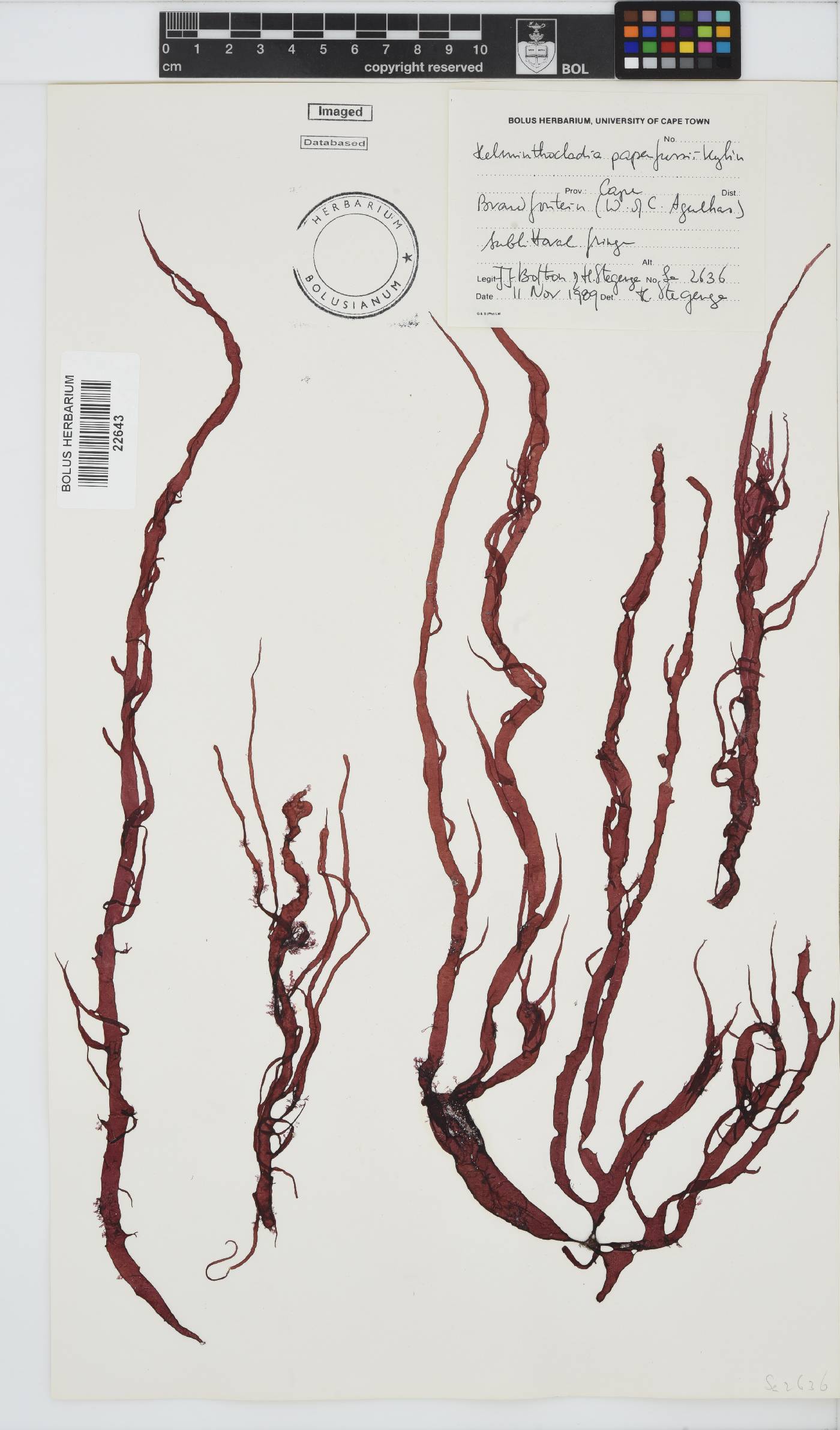 Helminthocladia australis image