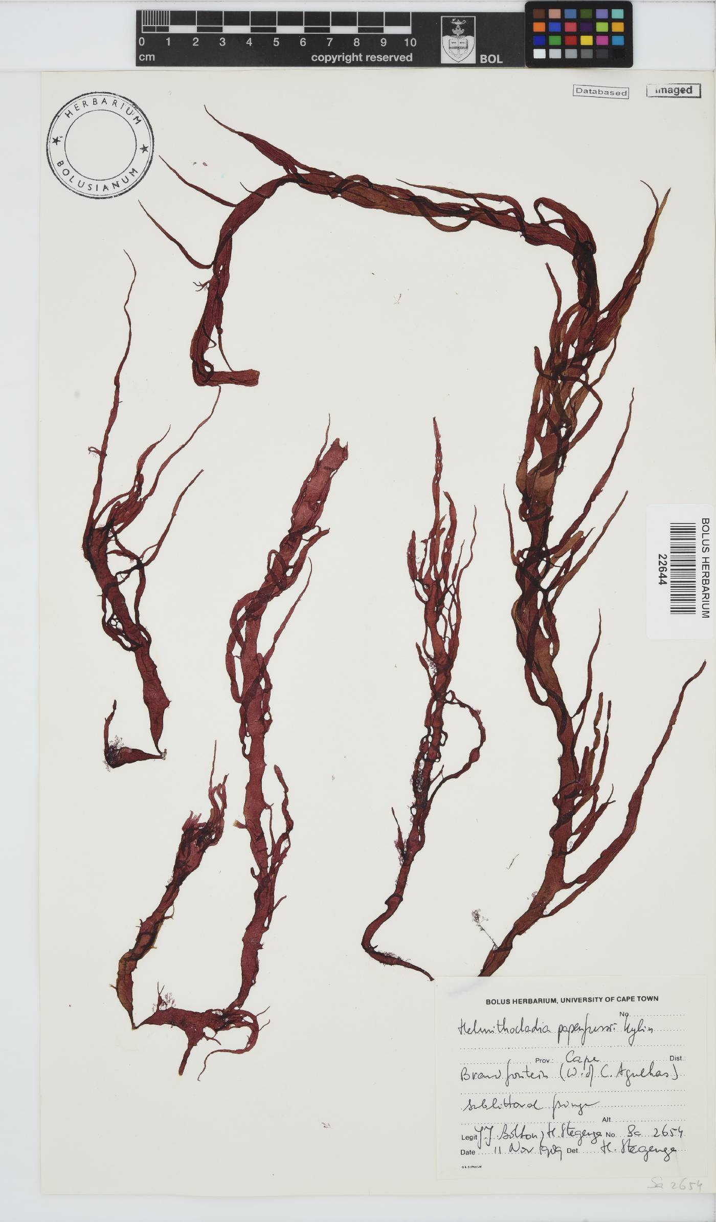 Helminthocladia image