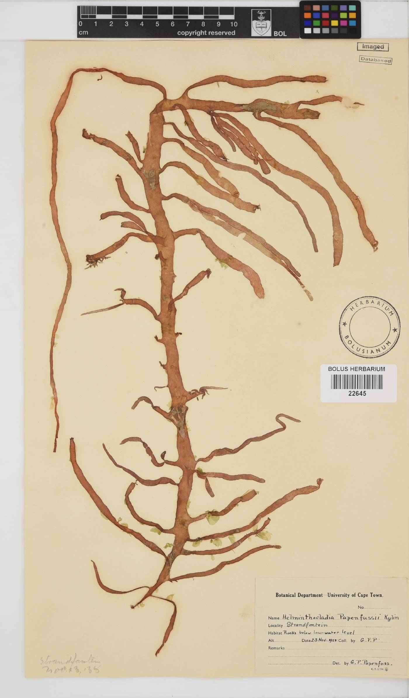 Helminthocladia australis image
