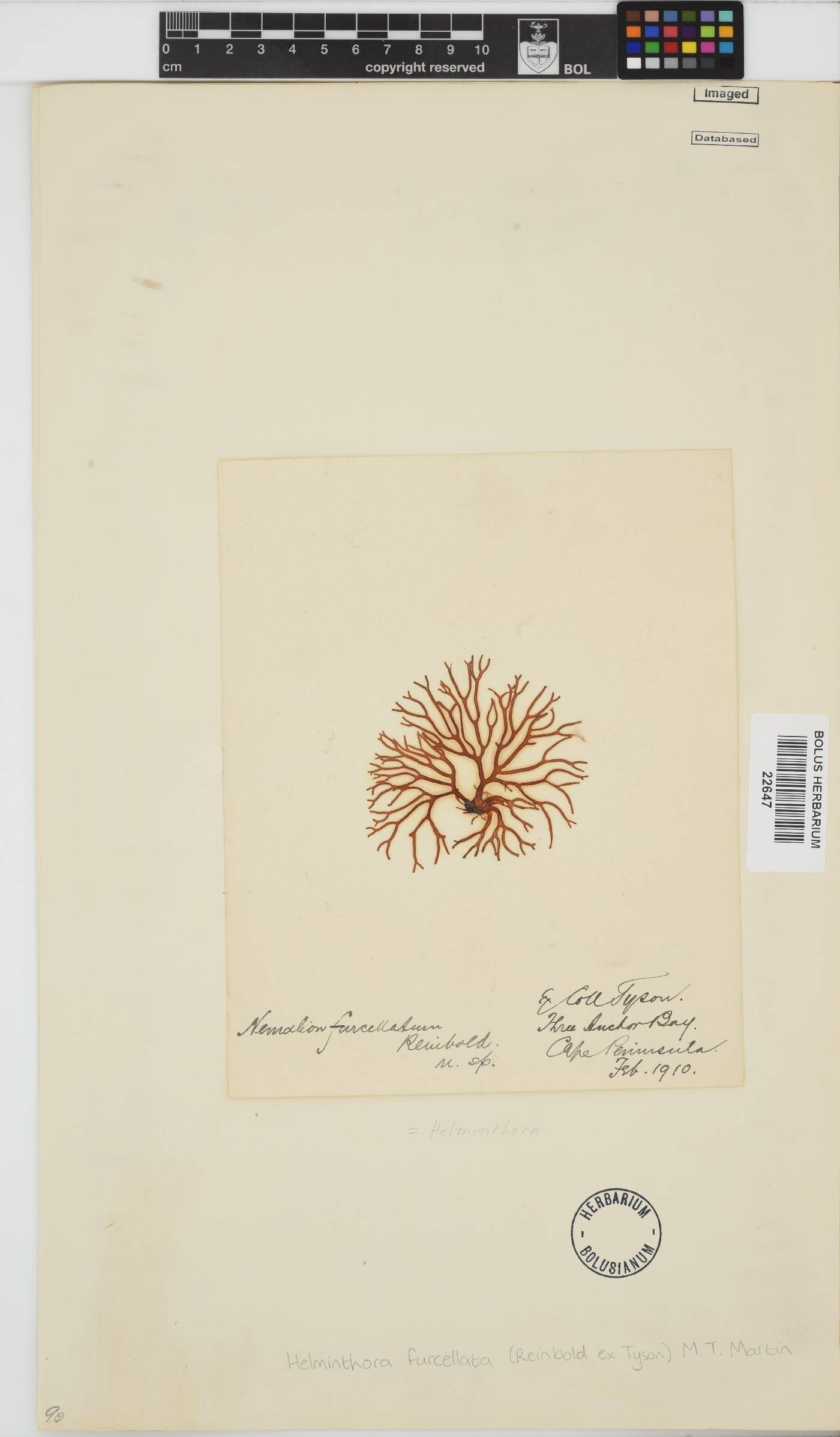 Helminthora furcellata image