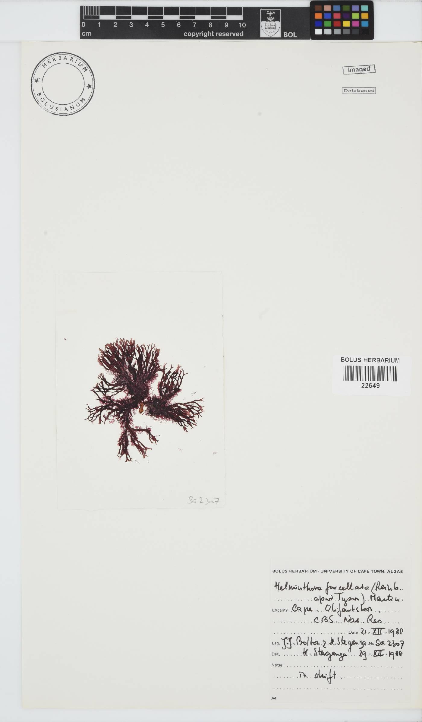 Helminthora furcellata image