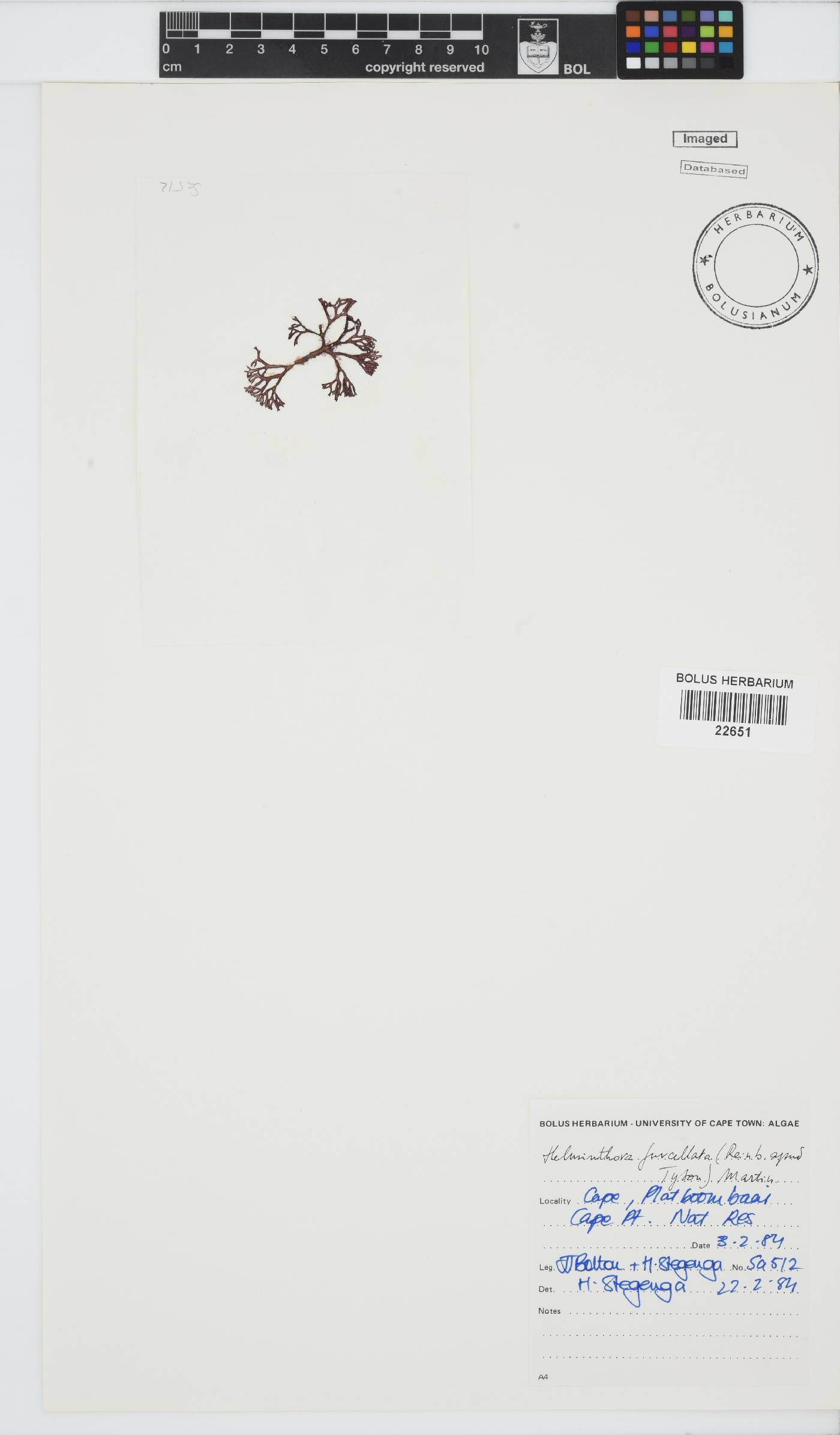 Helminthora furcellata image