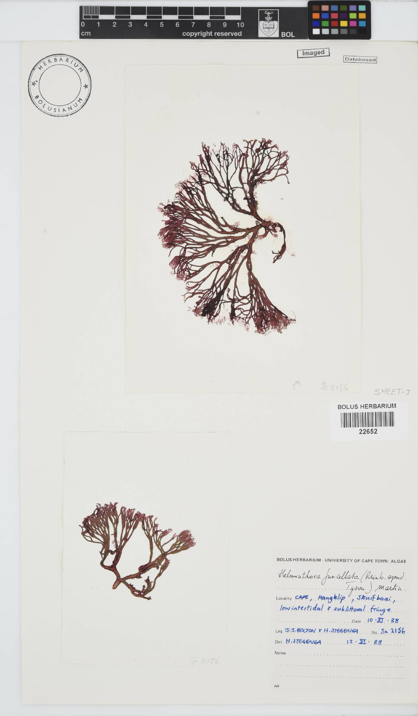Helminthora image