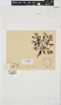 Heringia mirabilis image