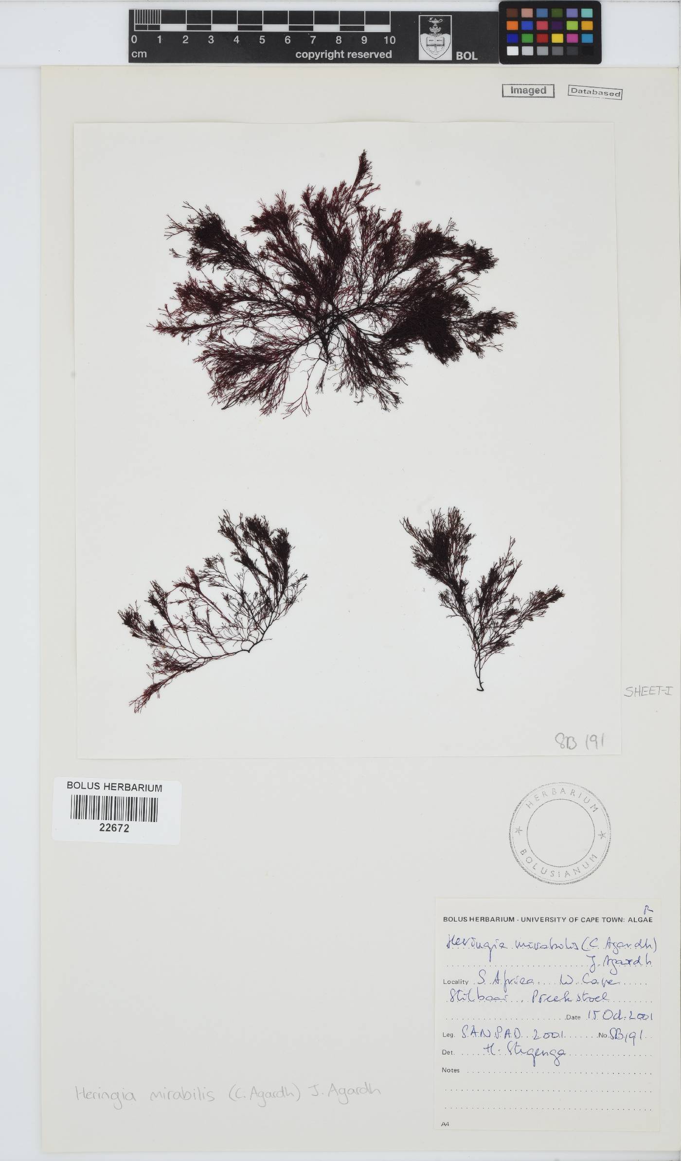 Heringia mirabilis image