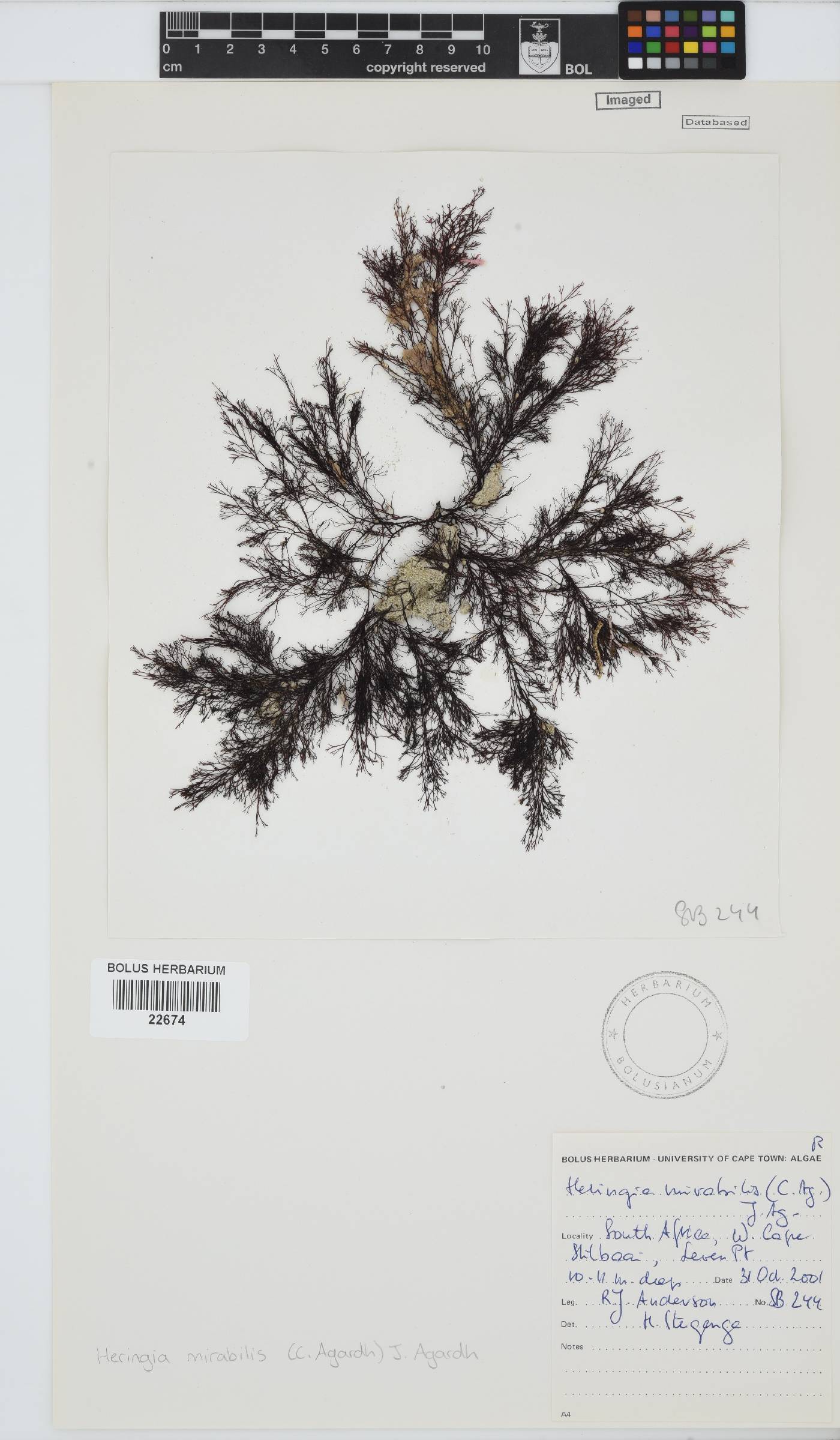 Heringia mirabilis image