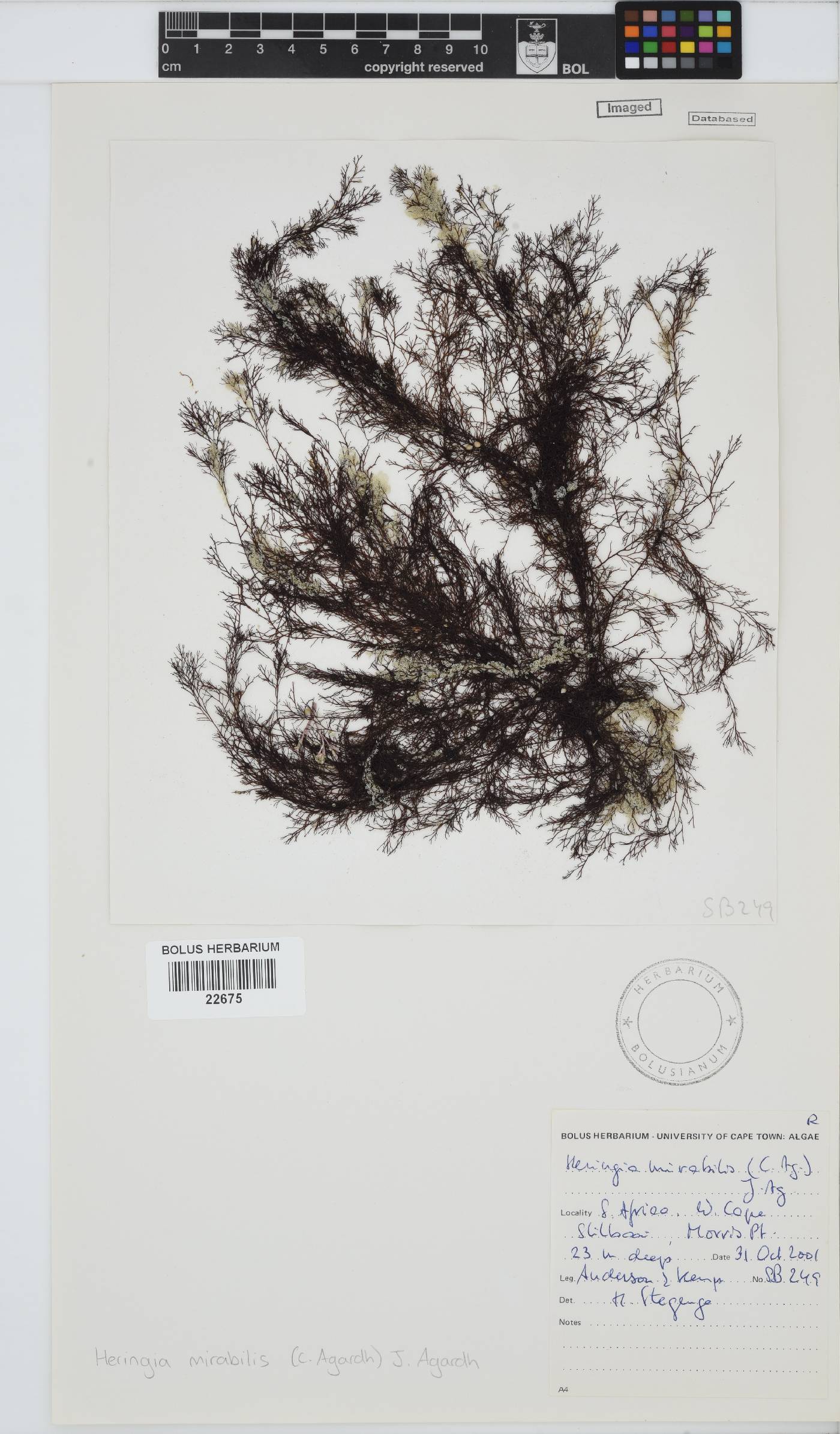 Caulacanthaceae image