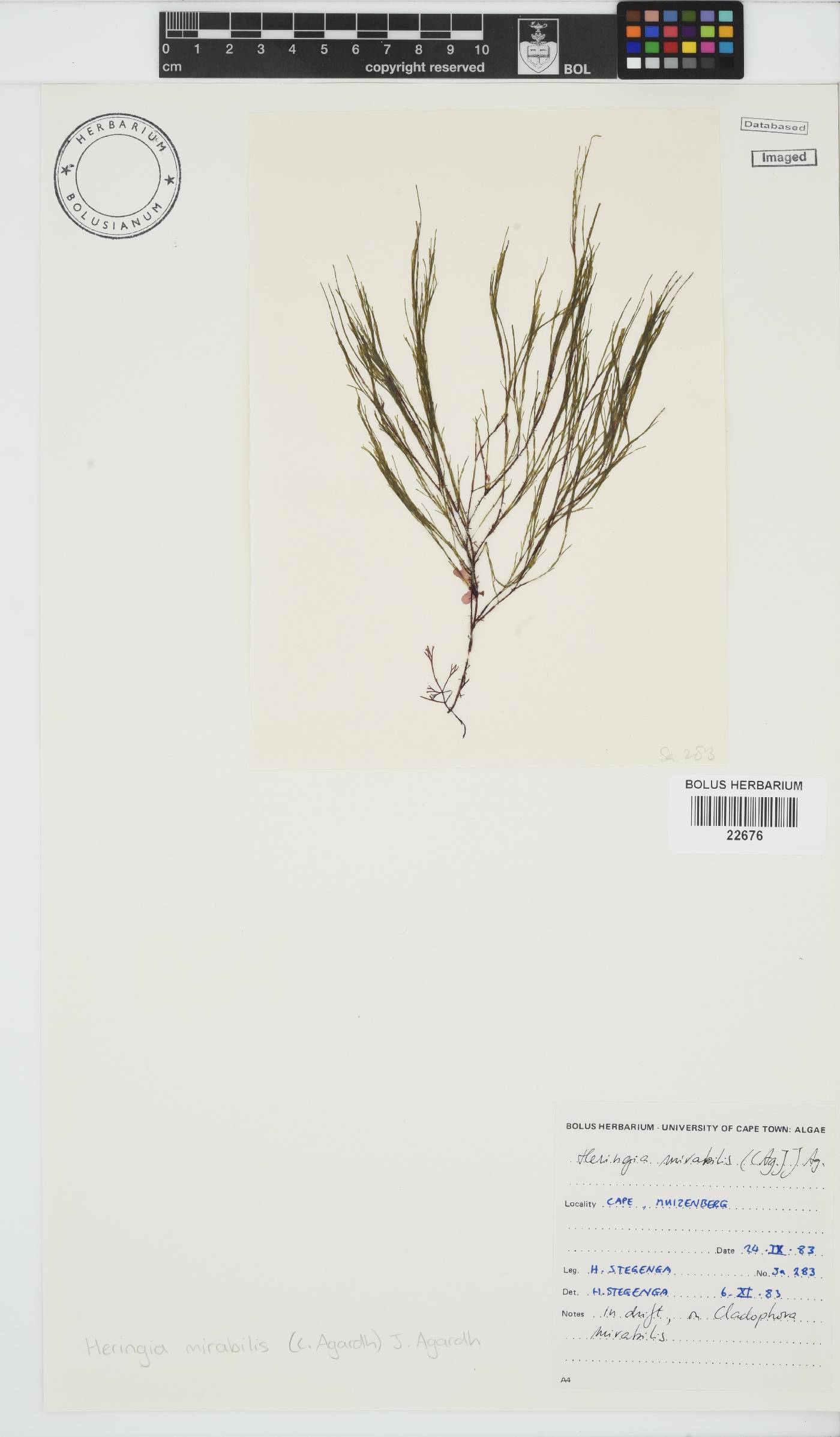Heringia mirabilis image
