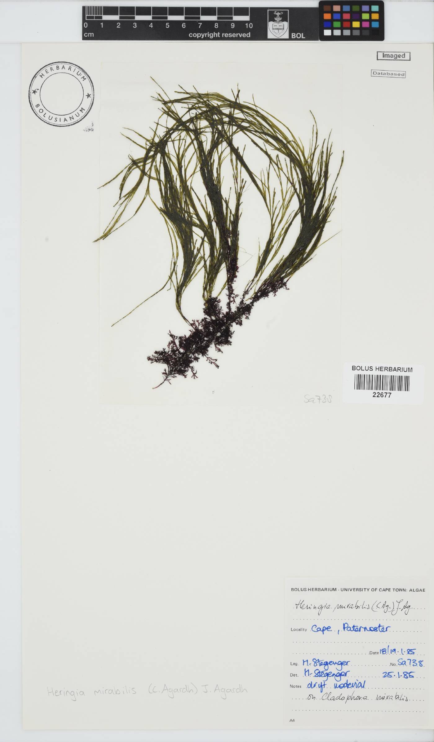 Heringia mirabilis image