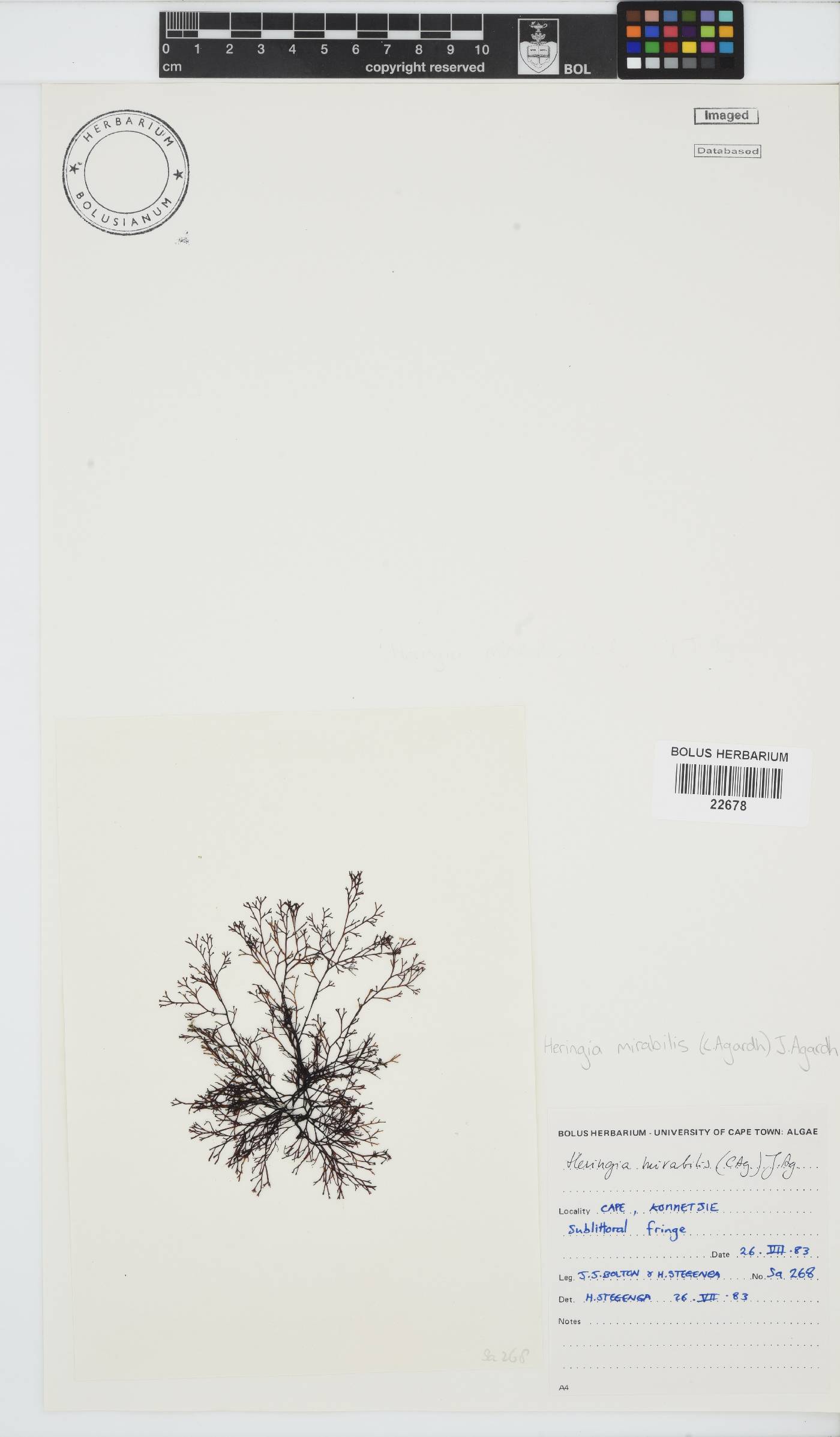 Heringia image