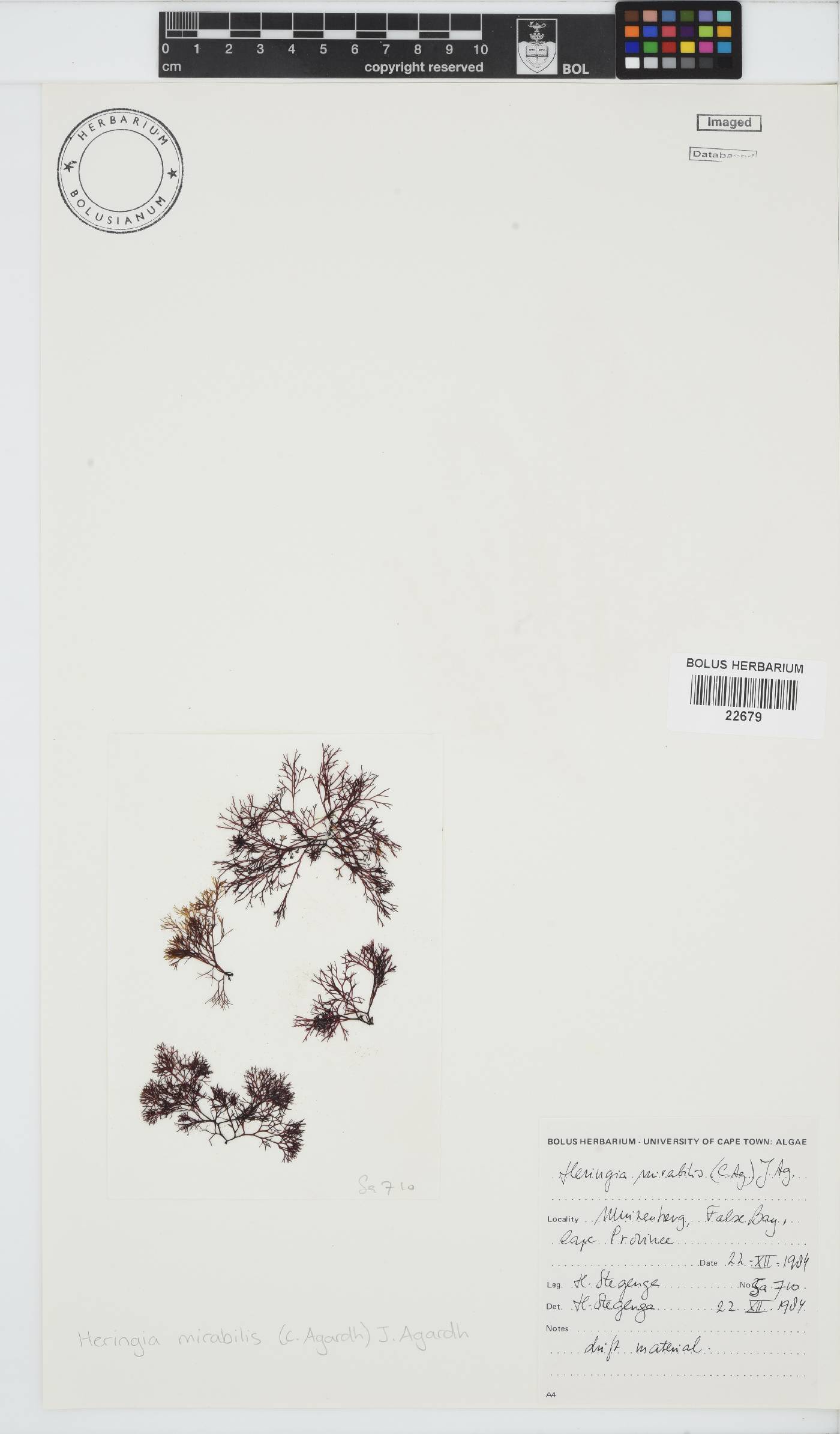 Heringia mirabilis image