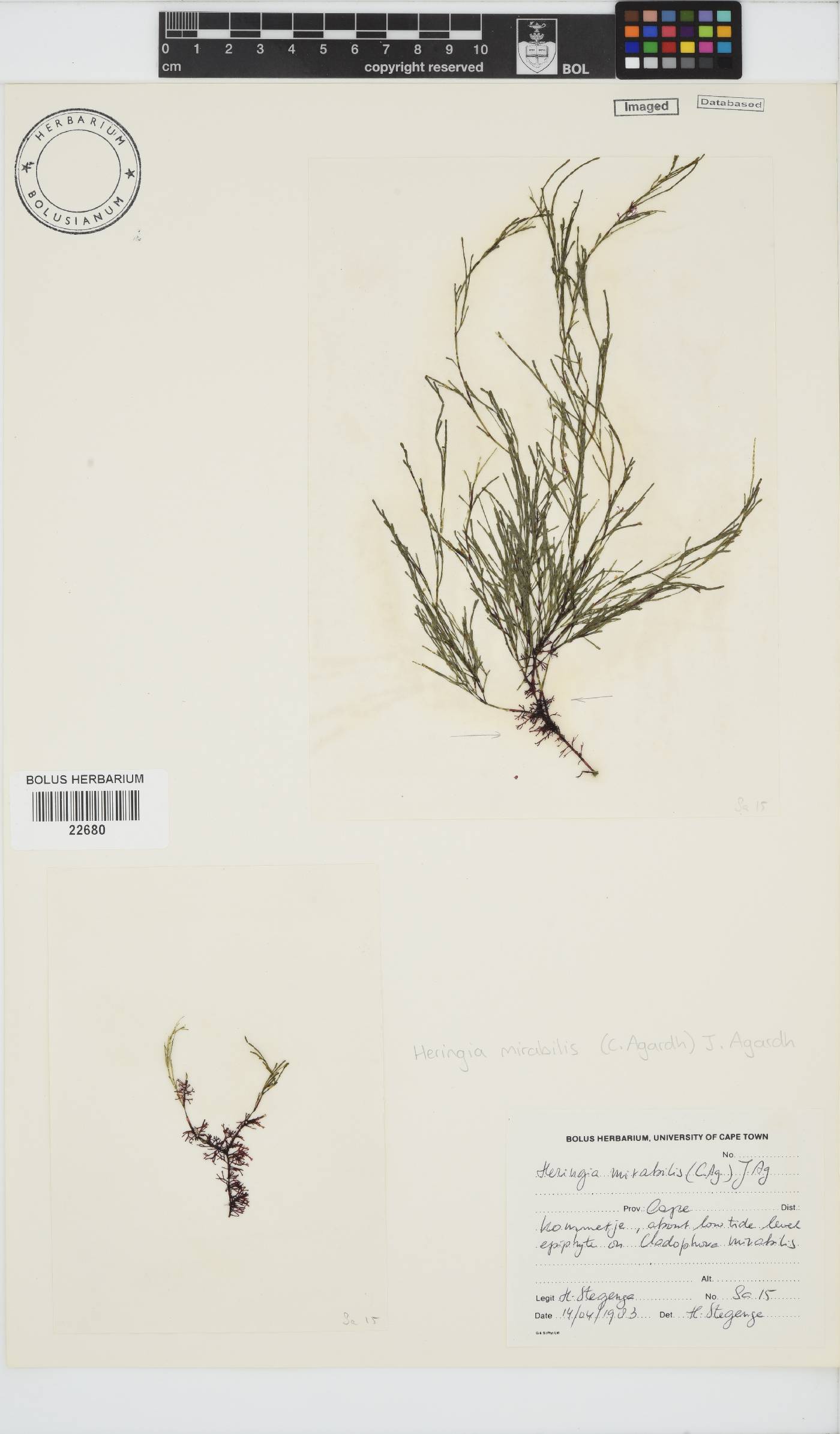 Heringia mirabilis image