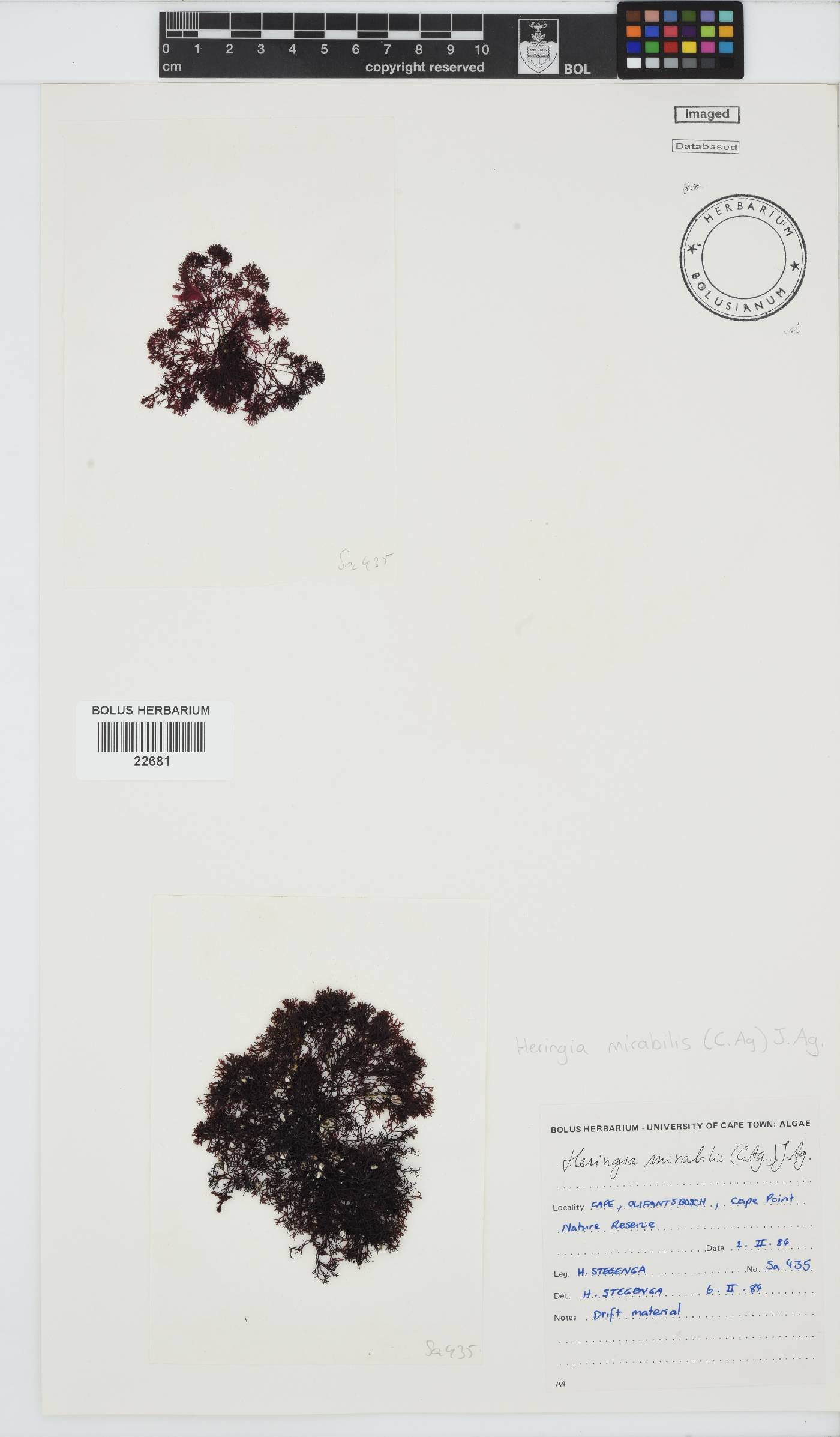 Heringia mirabilis image