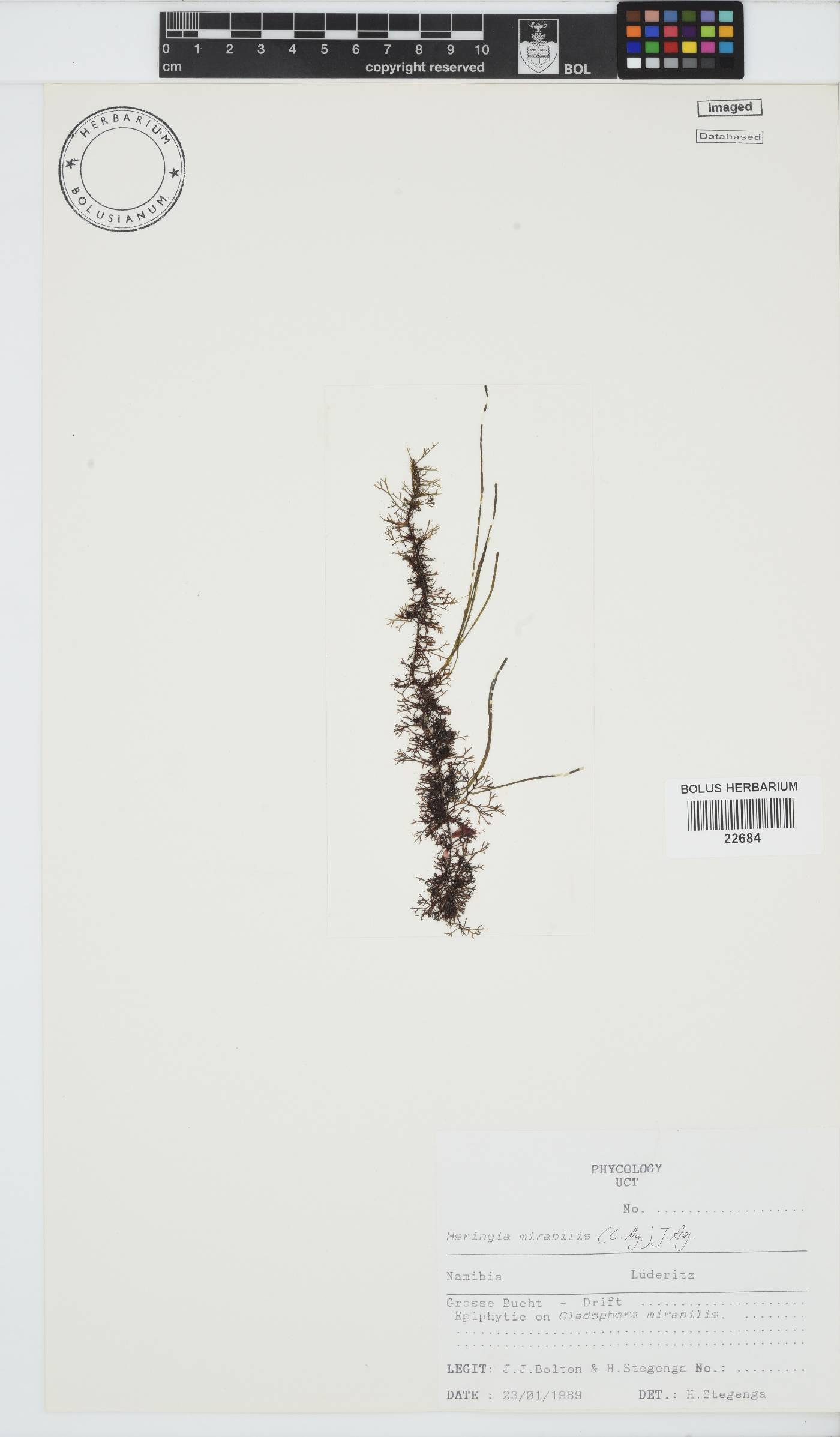 Heringia mirabilis image