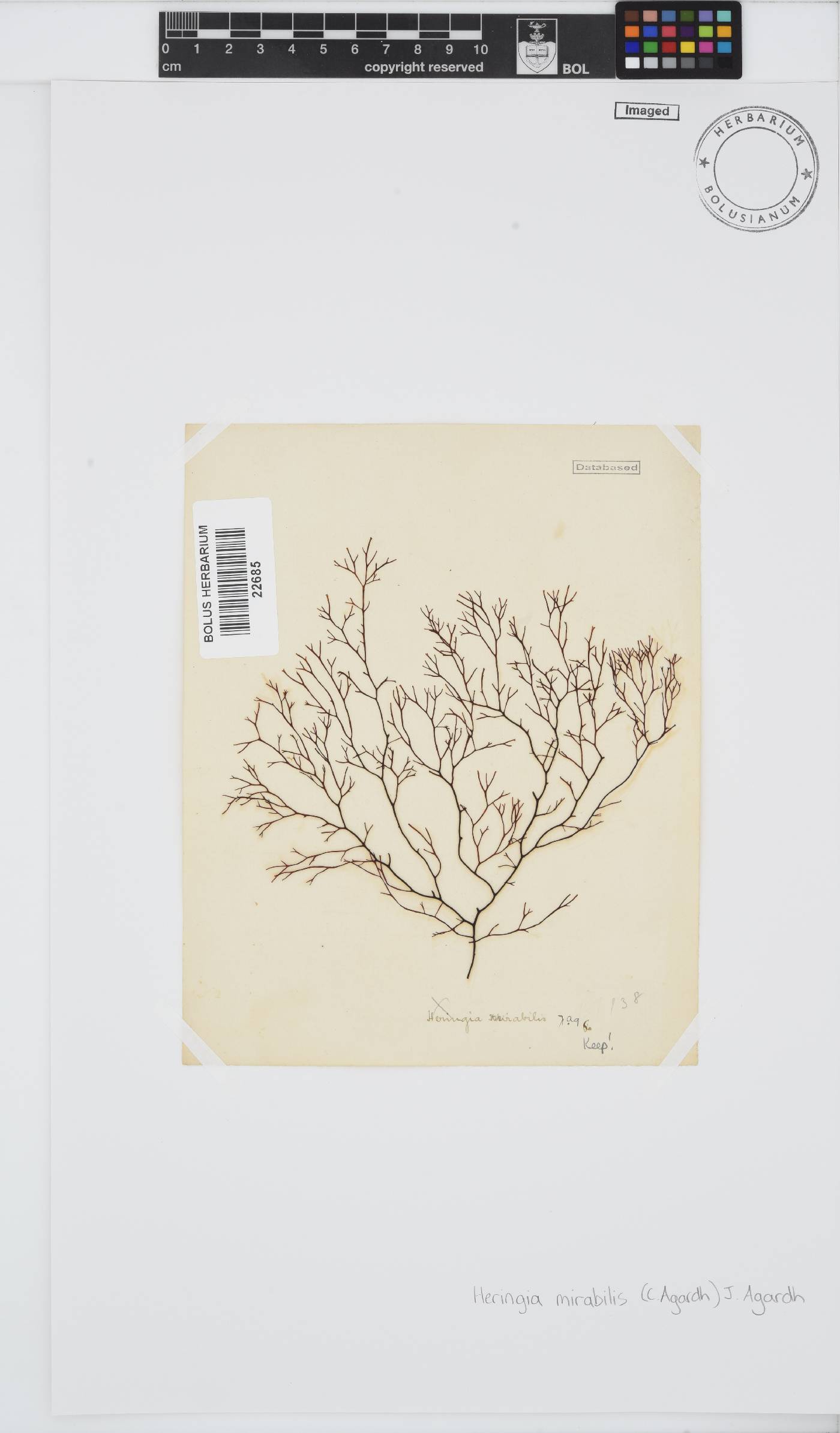 Heringia mirabilis image