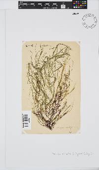 Heringia mirabilis image