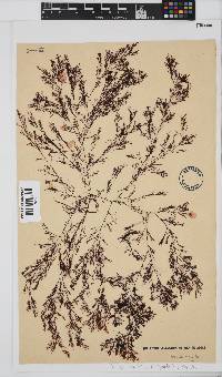 Heringia mirabilis image