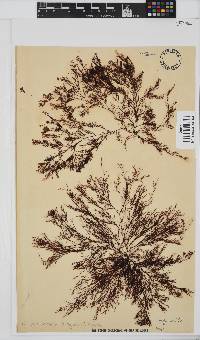 Heringia mirabilis image