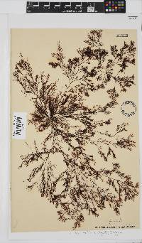 Heringia mirabilis image