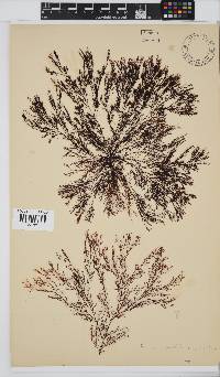 Heringia mirabilis image